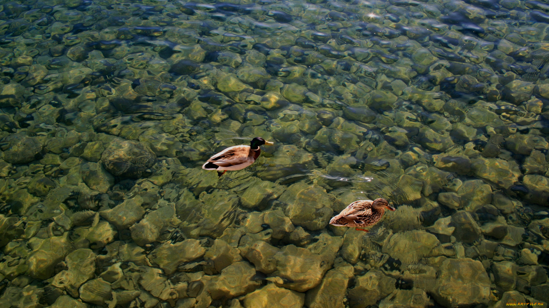 утки, на, воде, животные, вода, прозрачная
