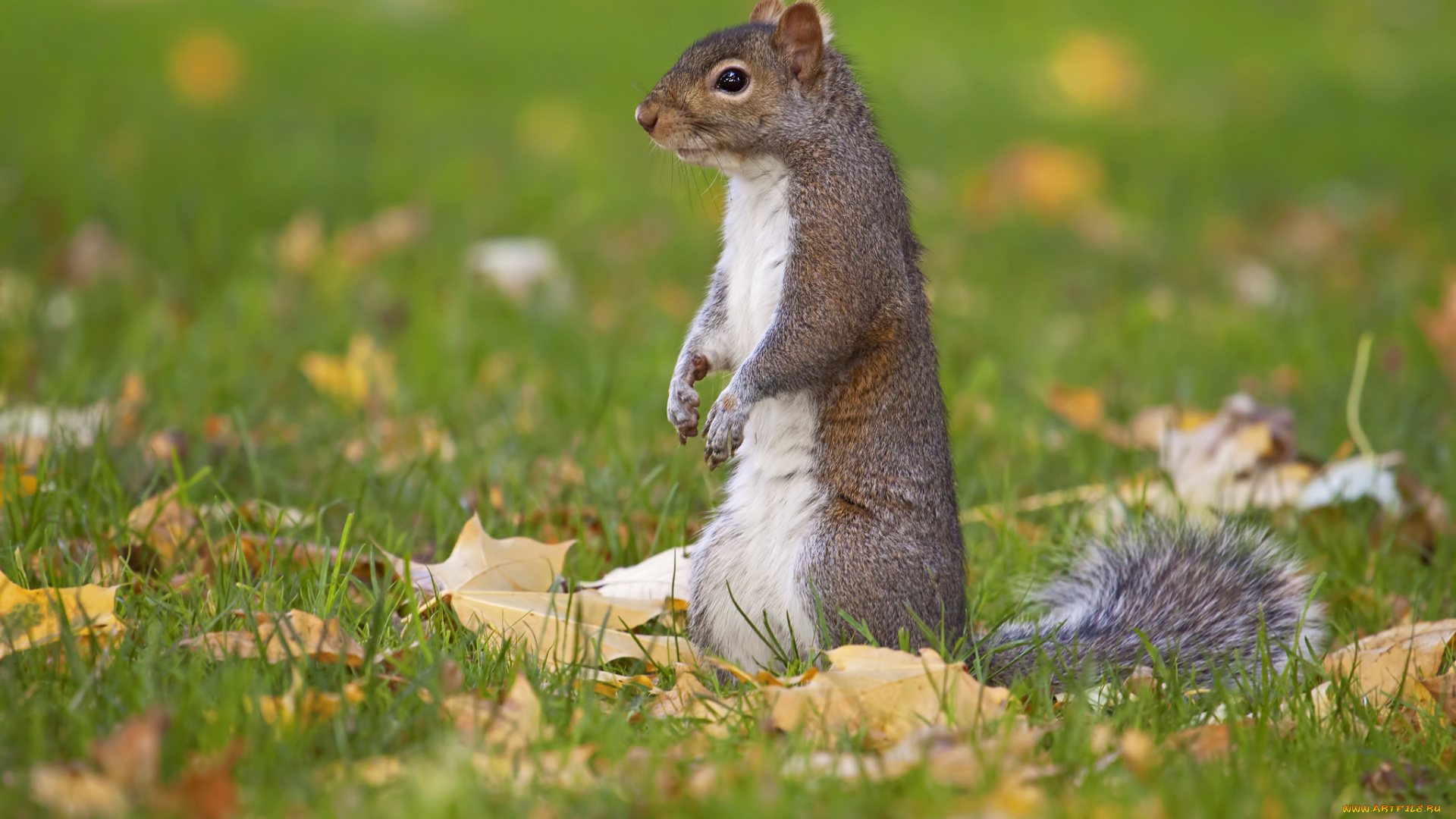 животные, белки, листья