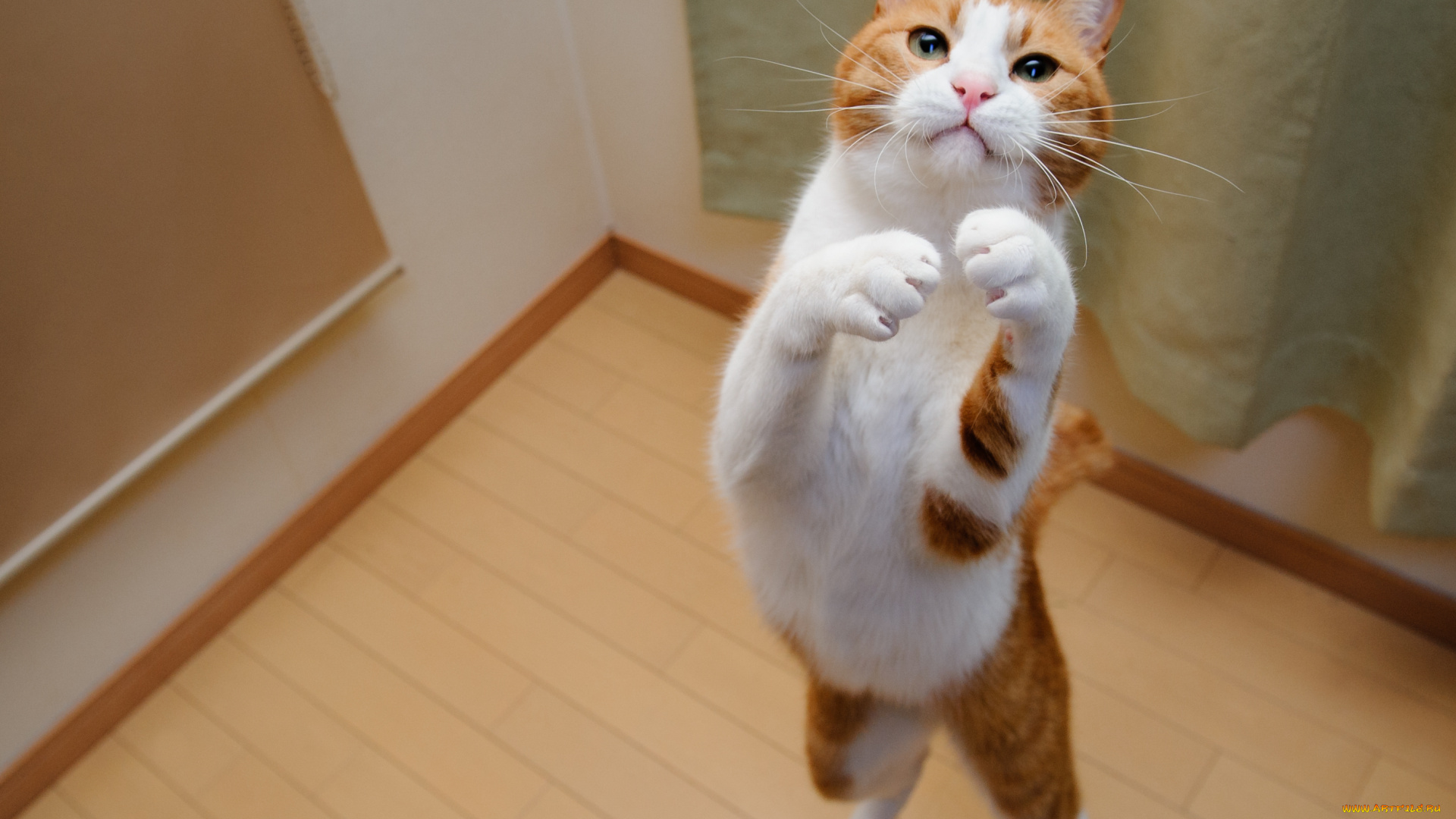 животные, коты, белый, кот, игра, прыжок, рыжий