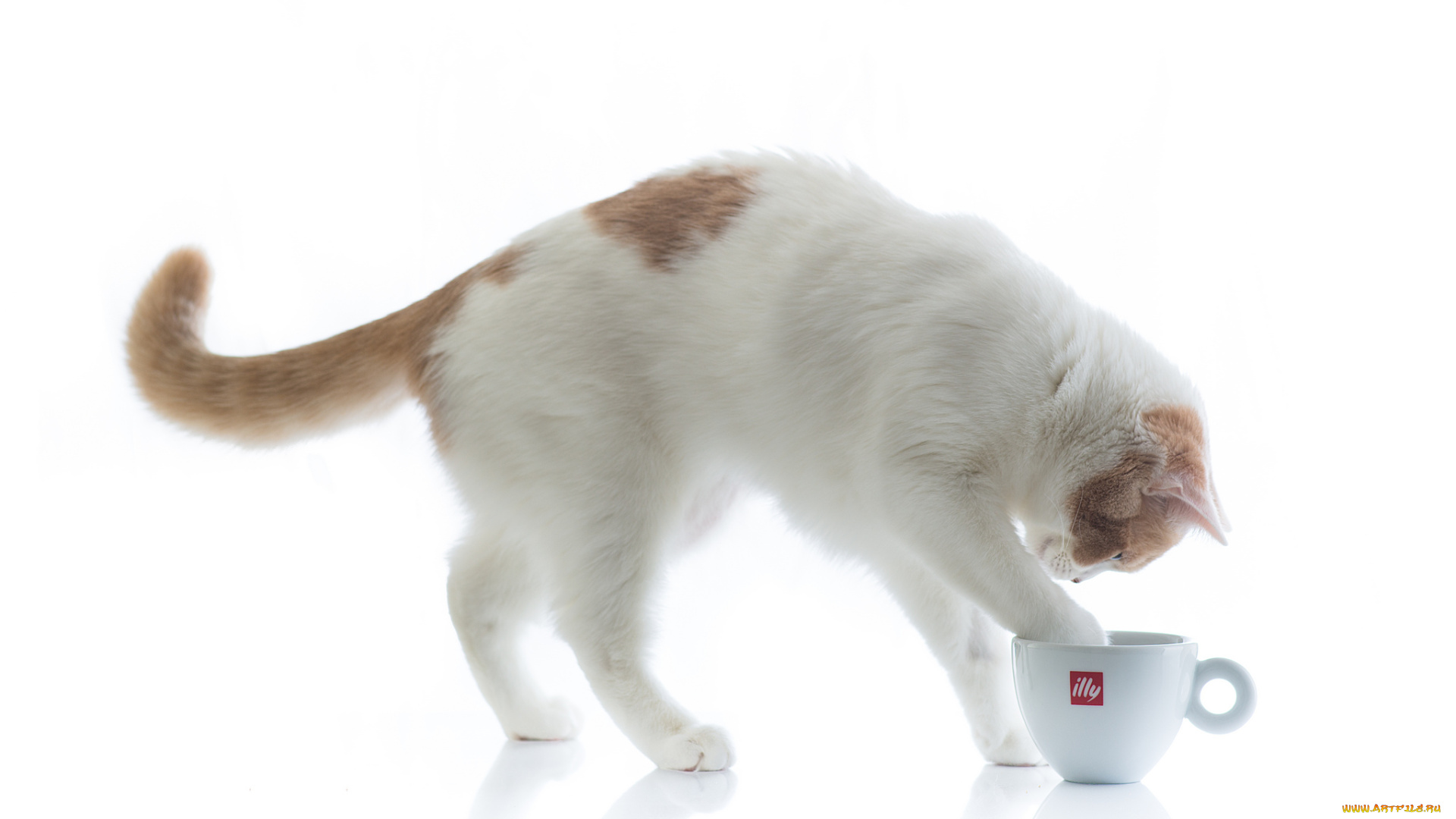 животные, коты, кружка, hannah, benjamin, torode