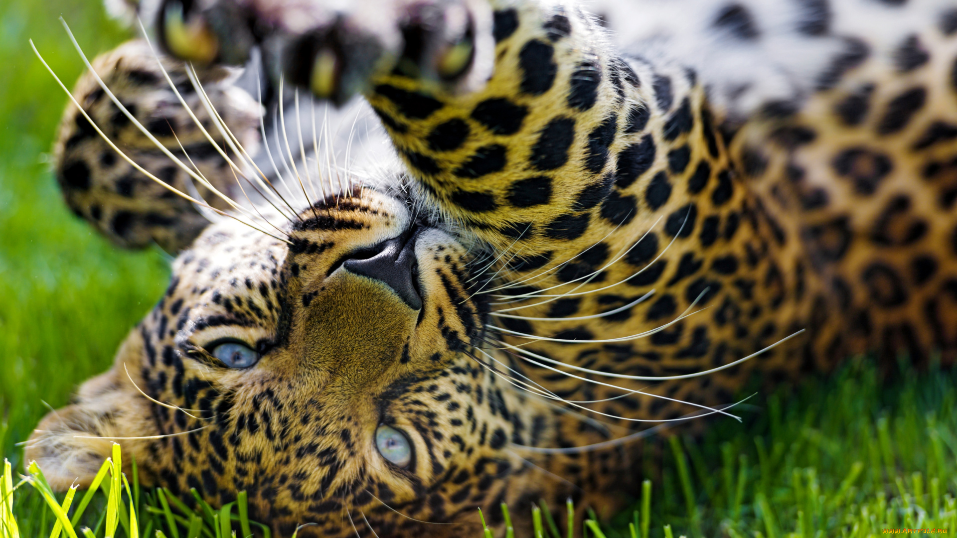 животные, леопарды, лапа, игра, глаза