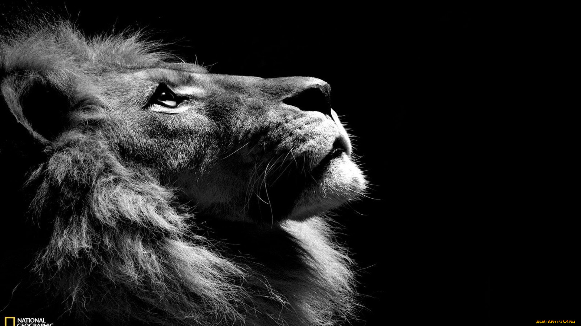 животные, львы, грива, морда, взгляд, лев
