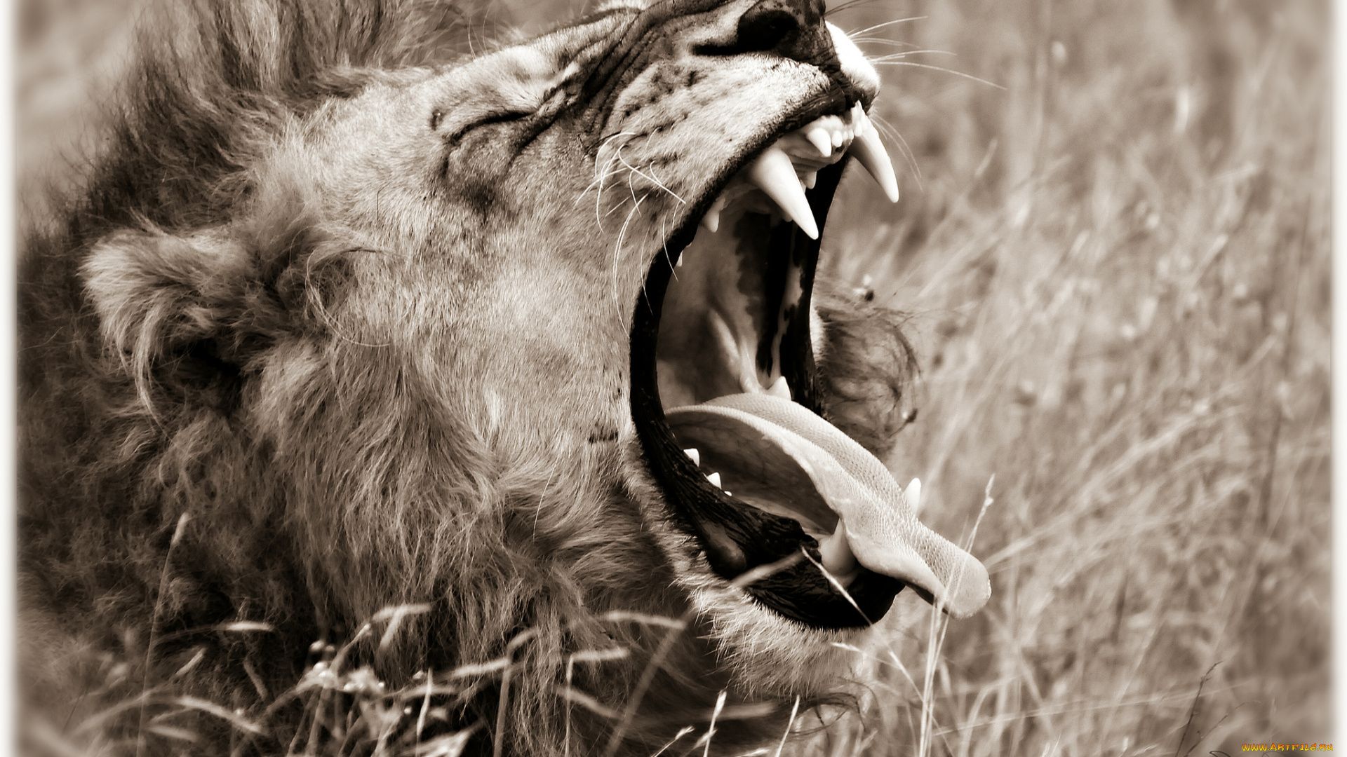 животные, львы, пасть, царь, зверей