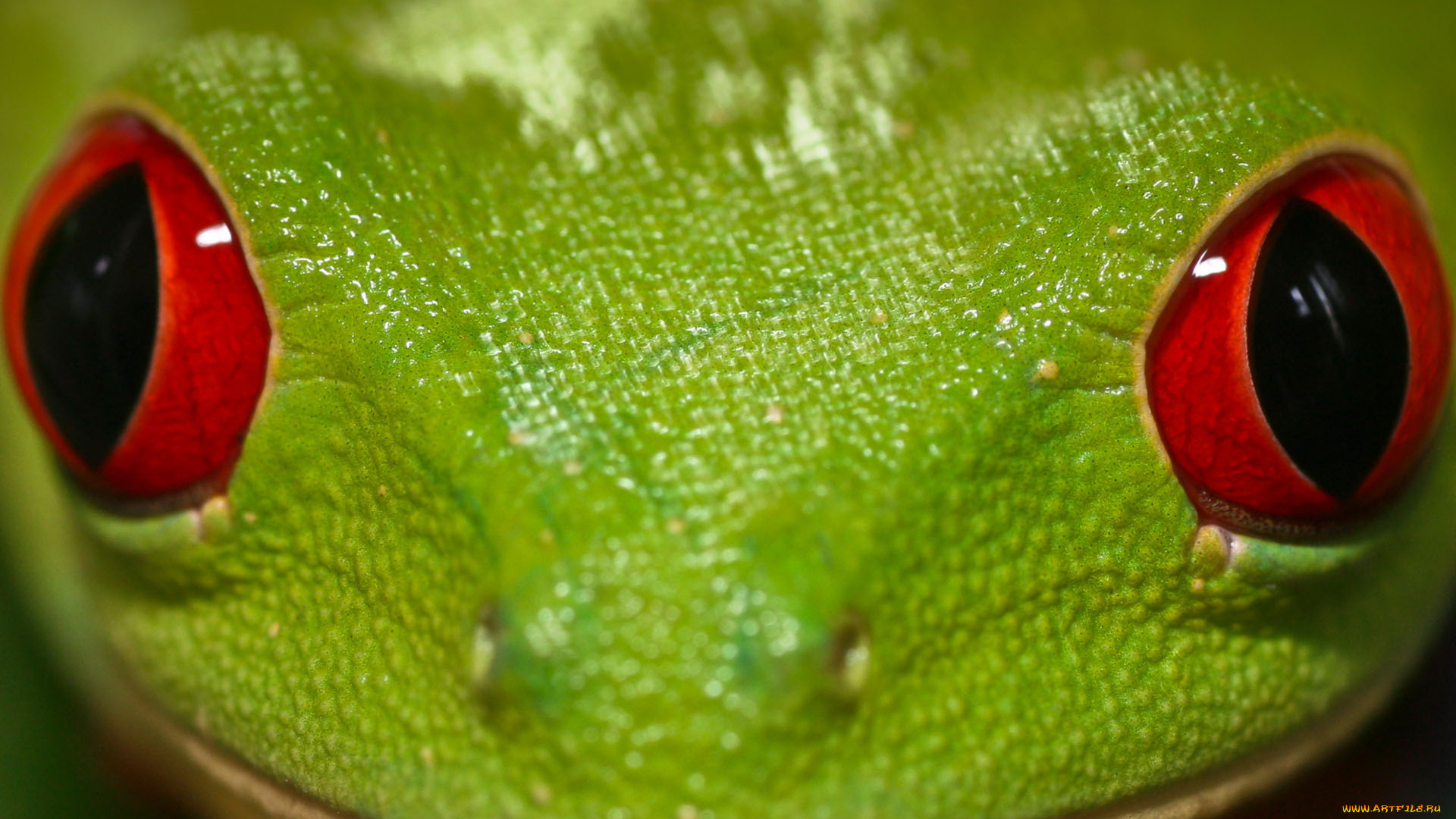 животные, лягушки, морда, глаза, зеленая, лягушка