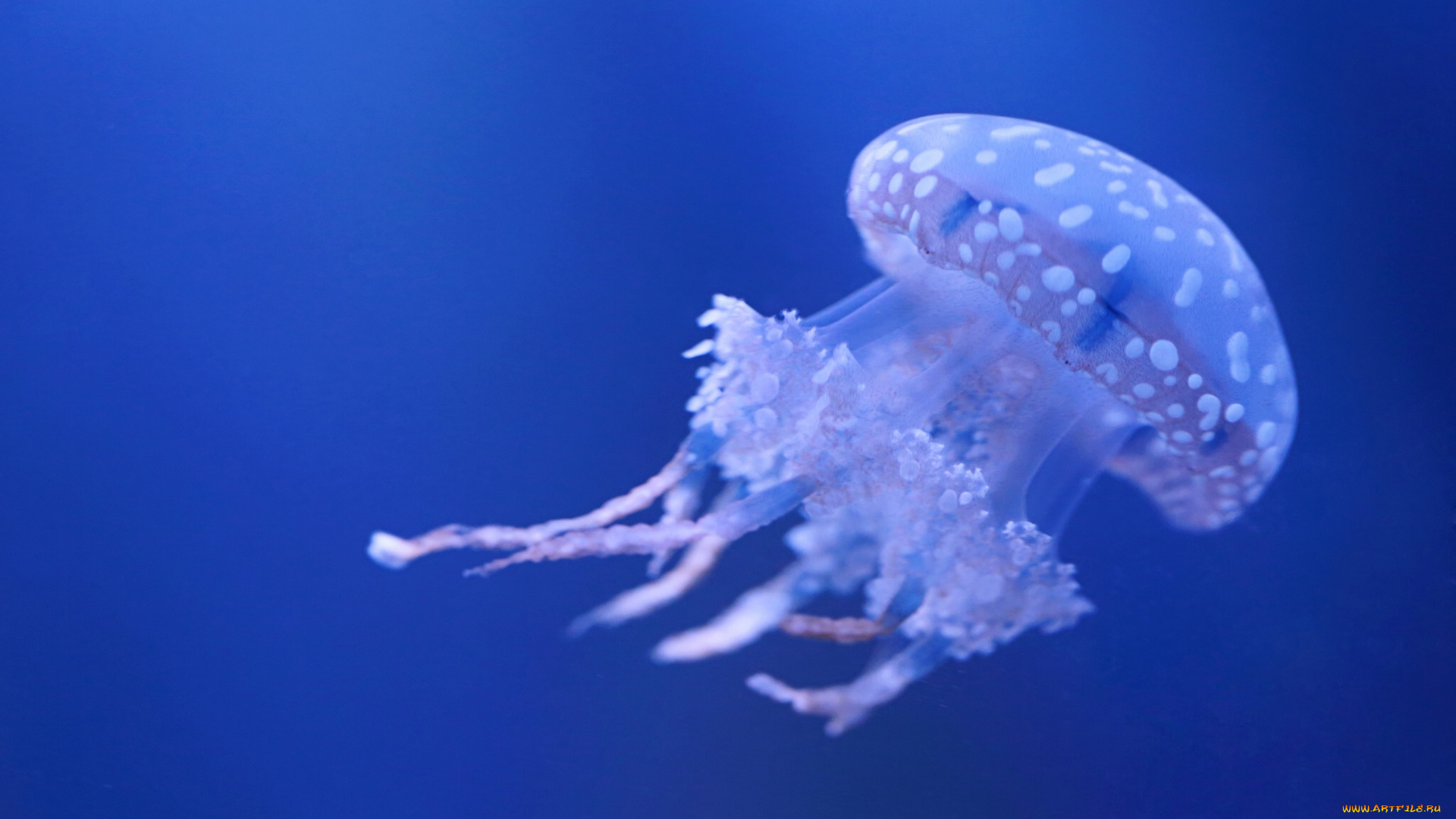 животные, медузы, вода