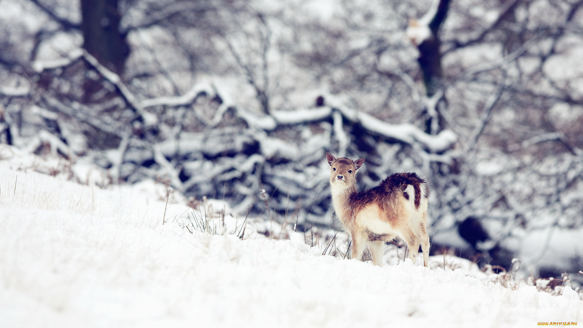 животные, олени, природа, олень, зима