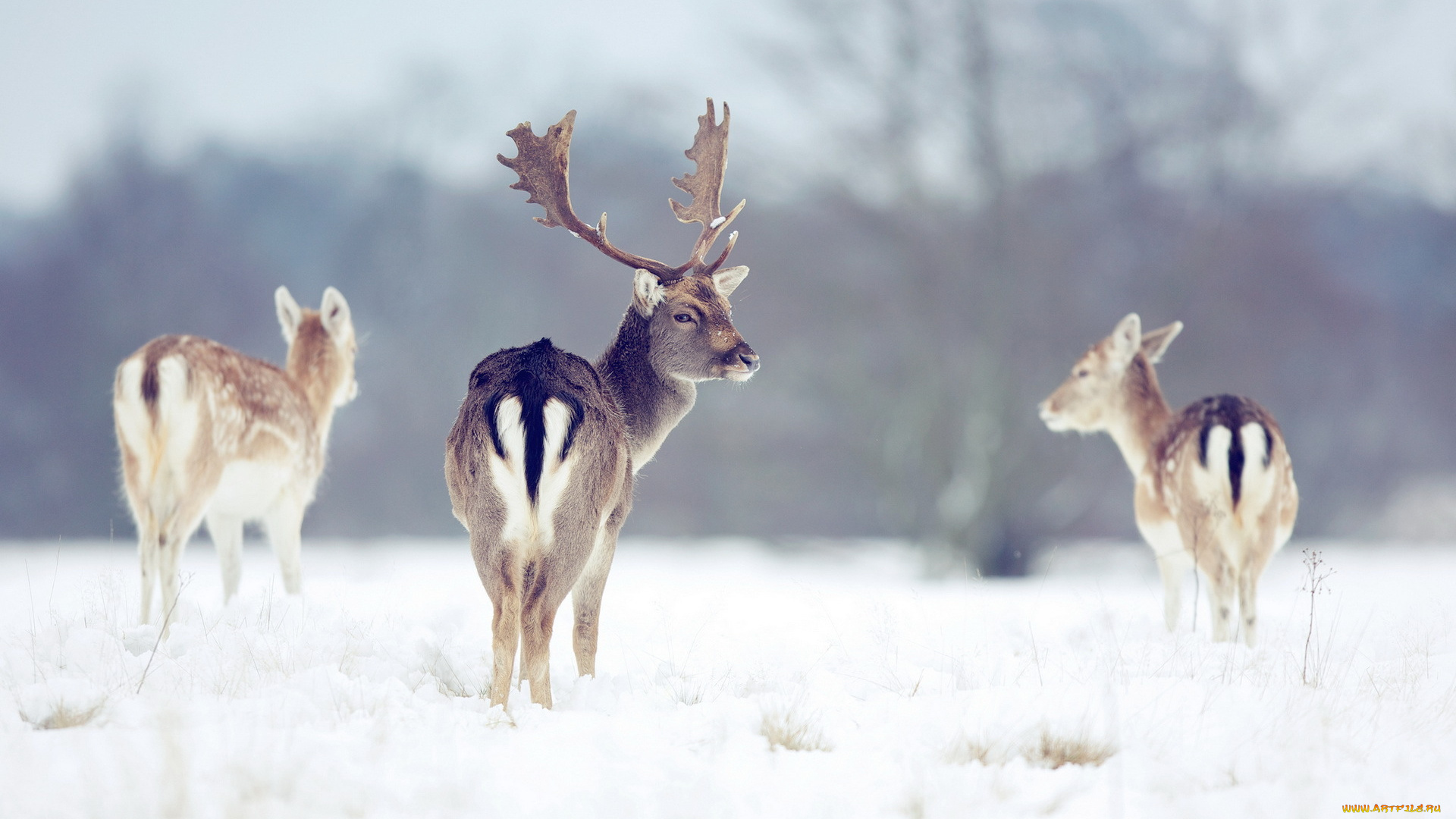 животные, олени, зима, природа