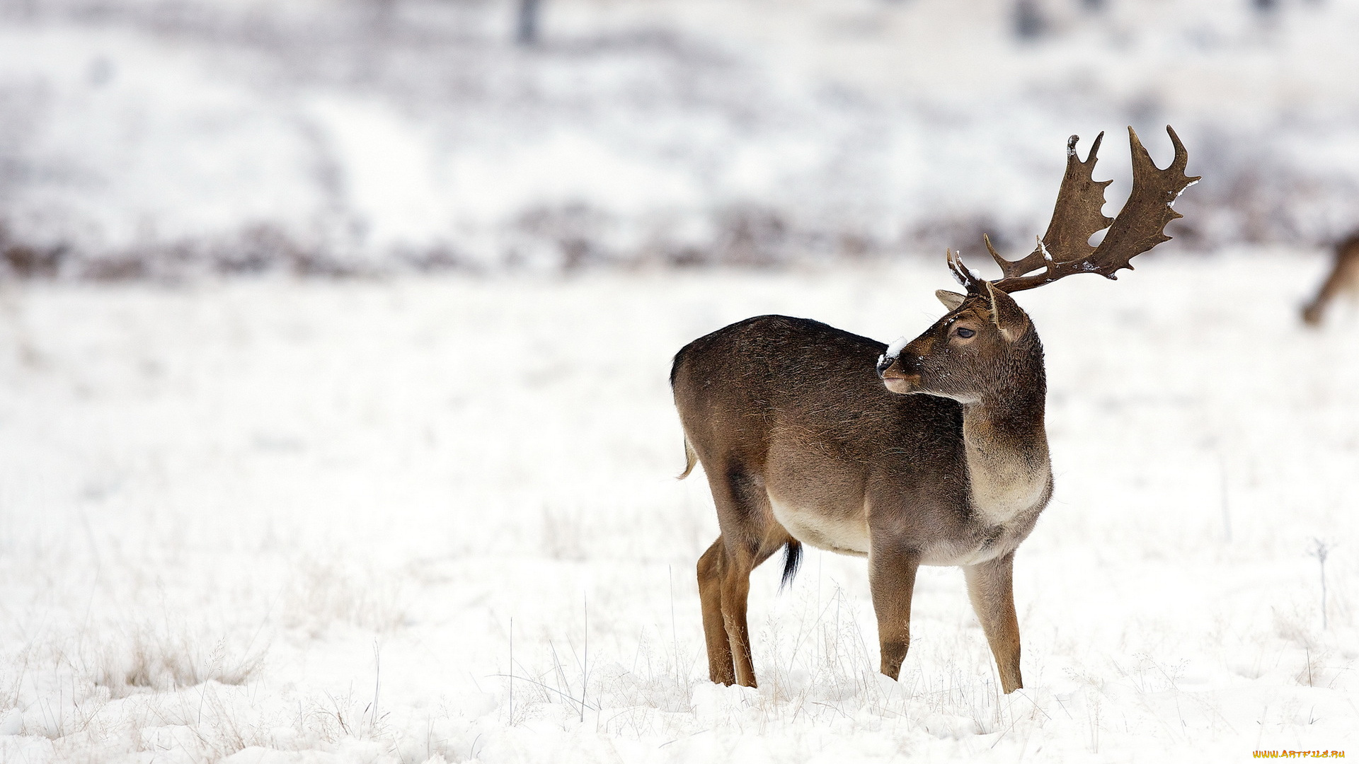 животные, олени, зима, природа, олень