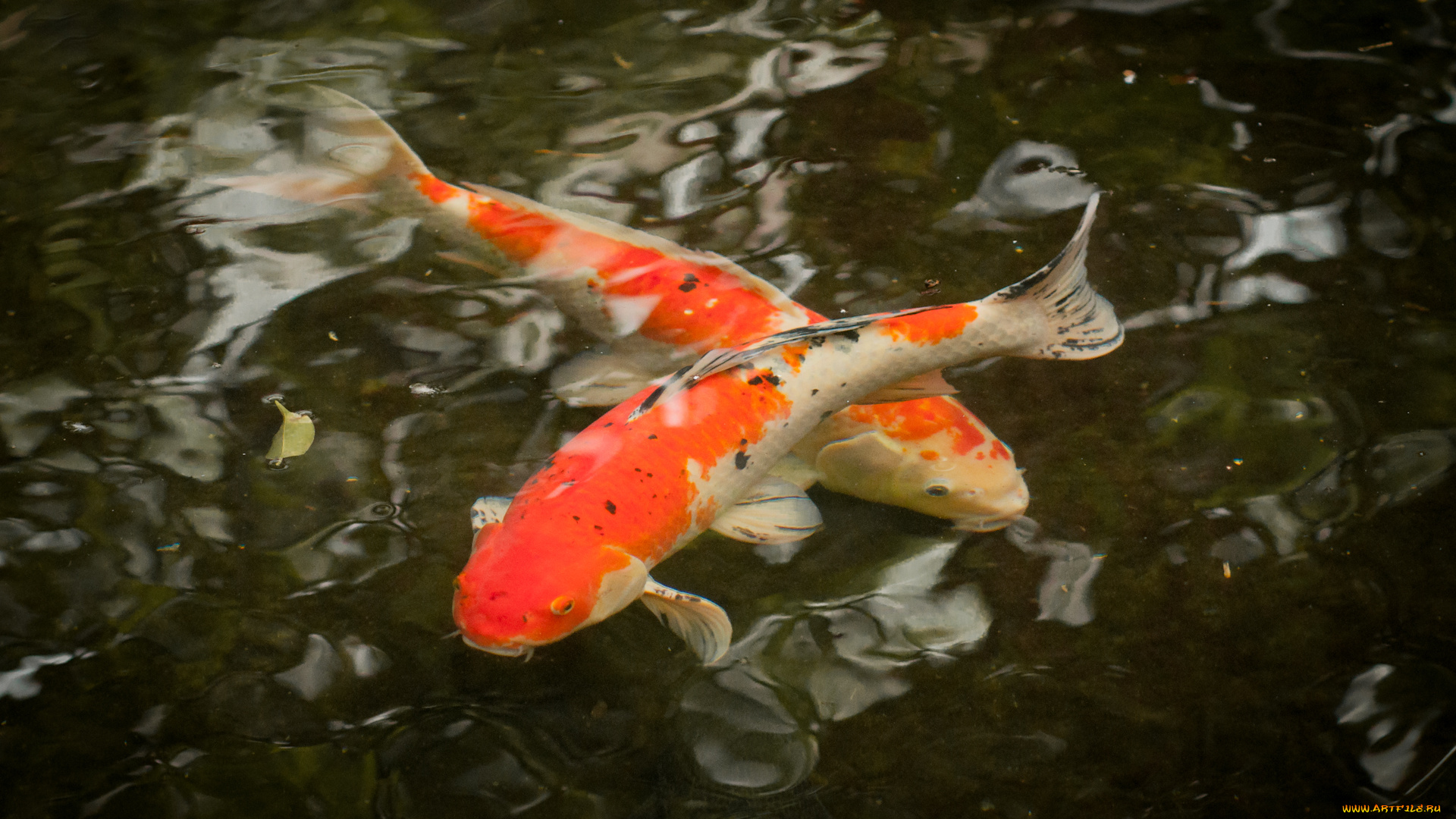 животные, рыбы, кои, японский, карп