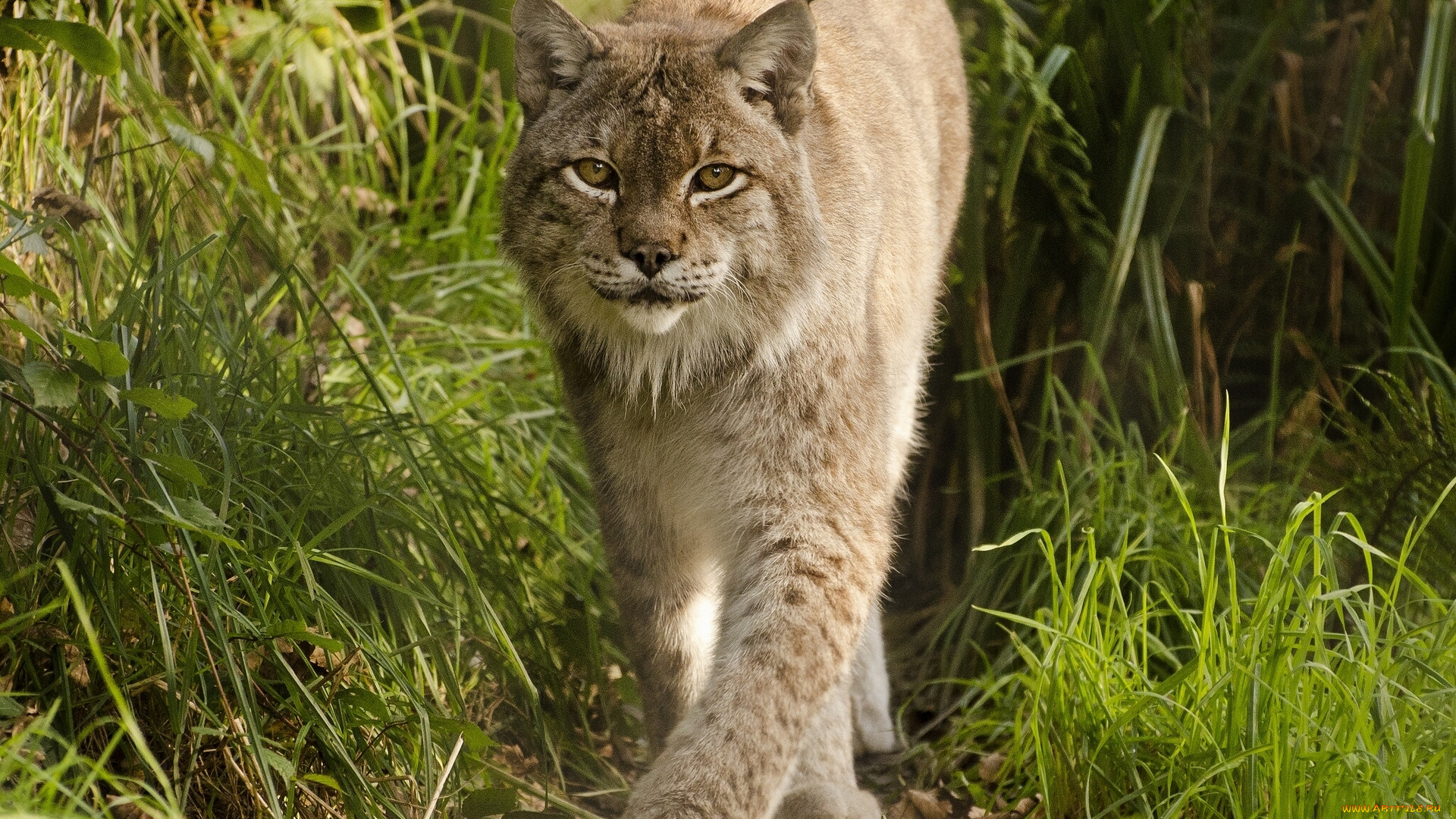 животные, рыси, кошка, взгляд, трава