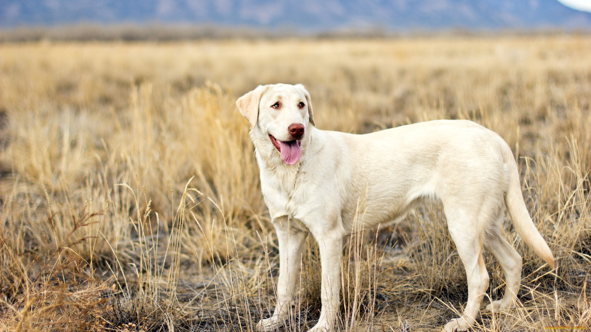 животные, собаки, собака, взгляд, поле