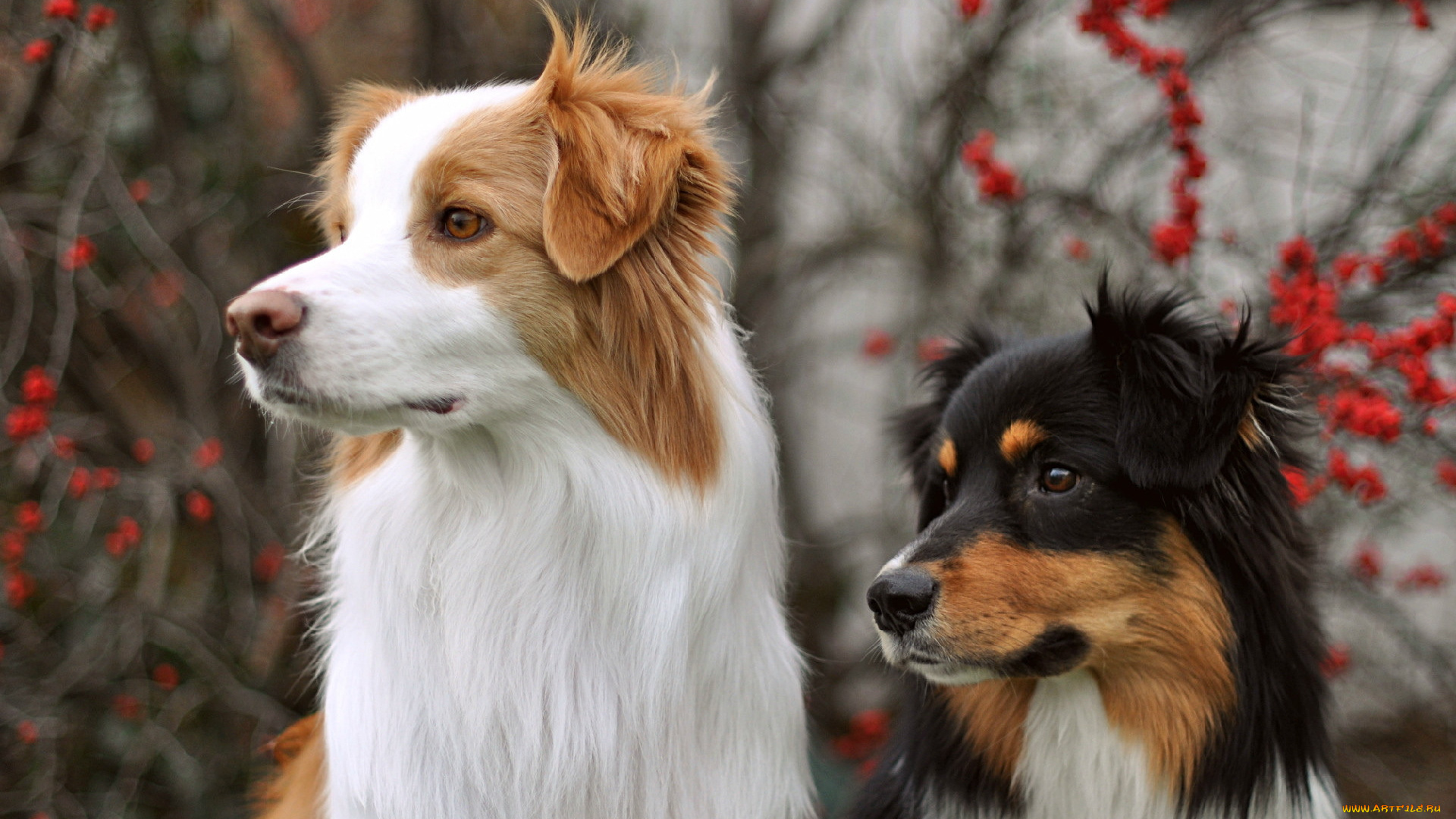 животные, собаки, взгляд