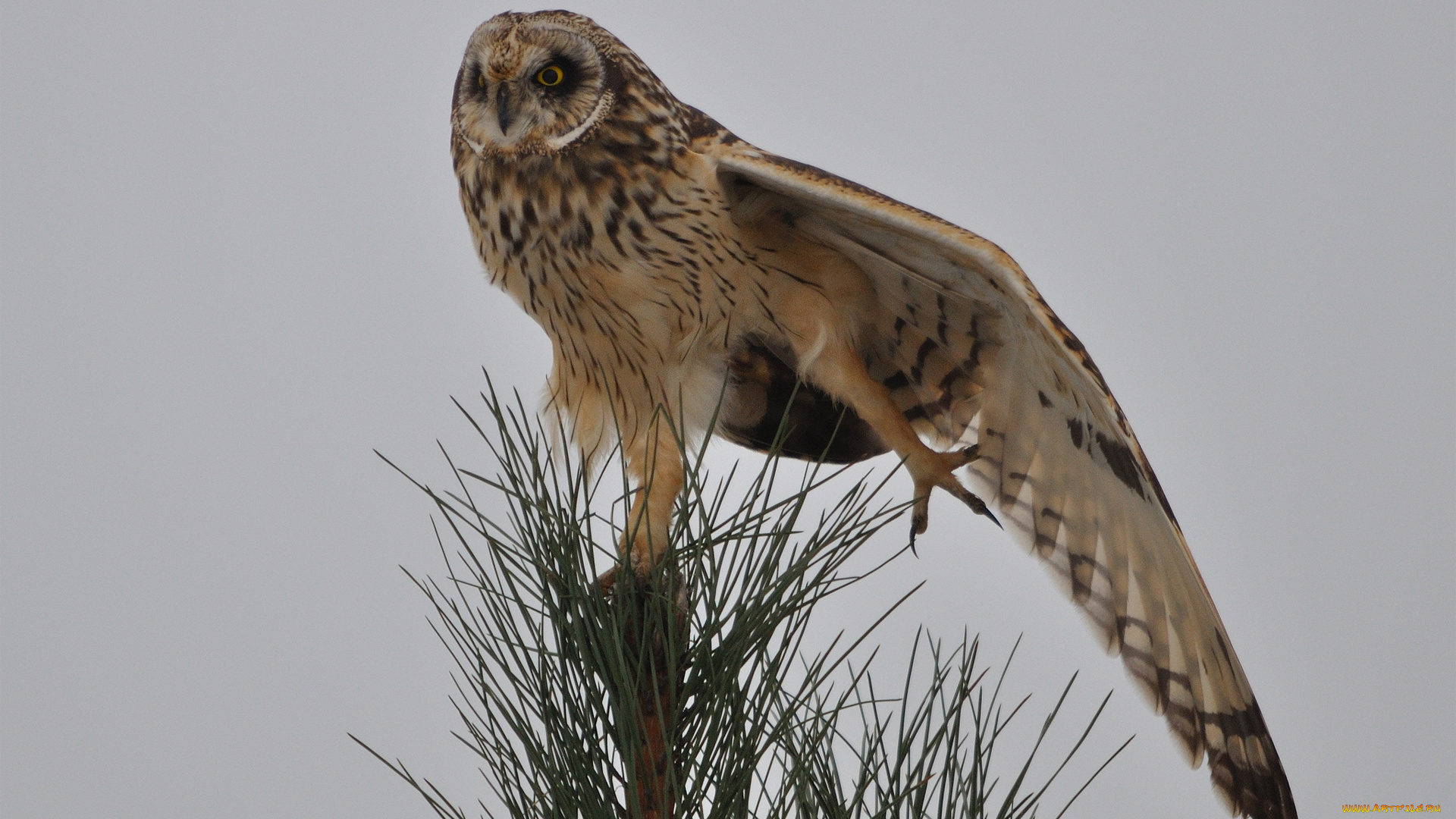 животные, совы, хвоя, сосна, иголки, крыло, дерево, верхушка, сова