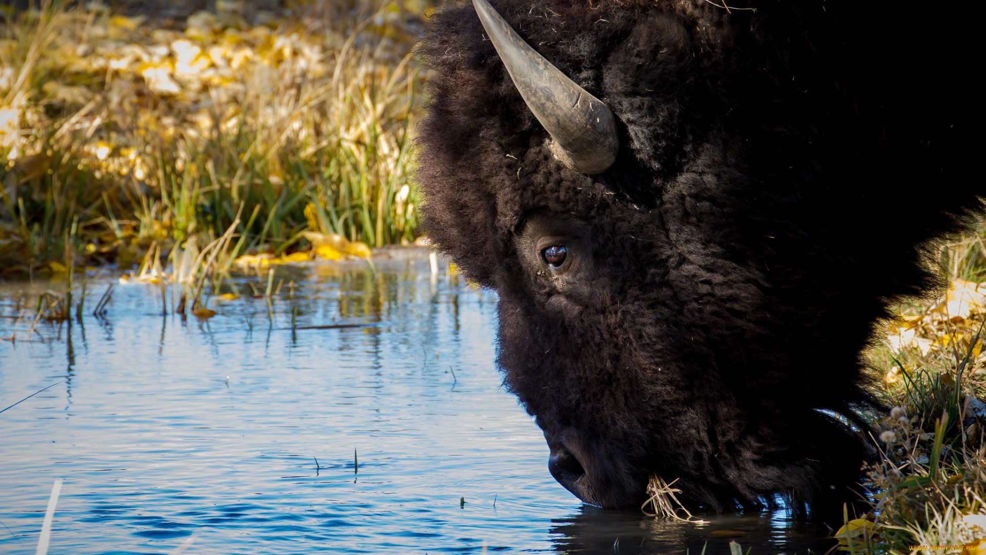 животные, зубры, бизоны, водопой, бизон