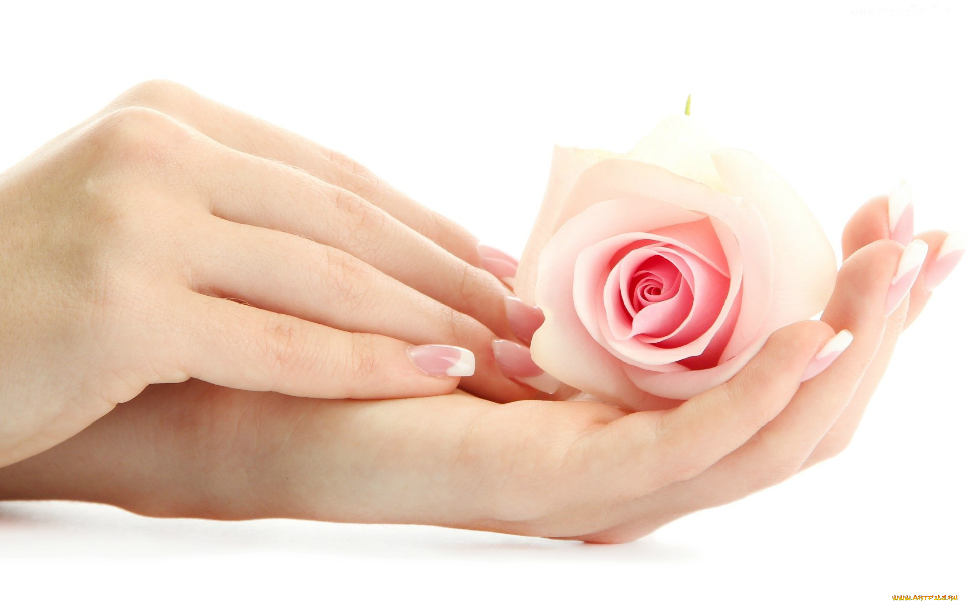 разное, руки, роза, маникюр, нежность, ладонь