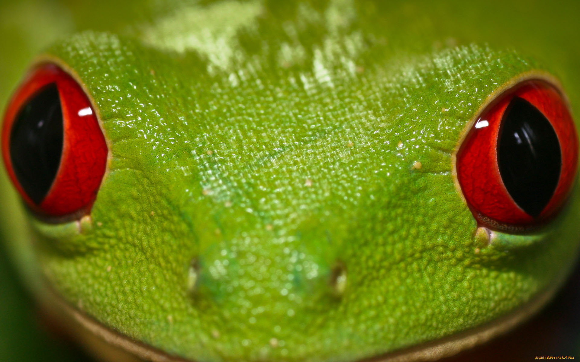 животные, лягушки, морда, глаза, зеленая, лягушка