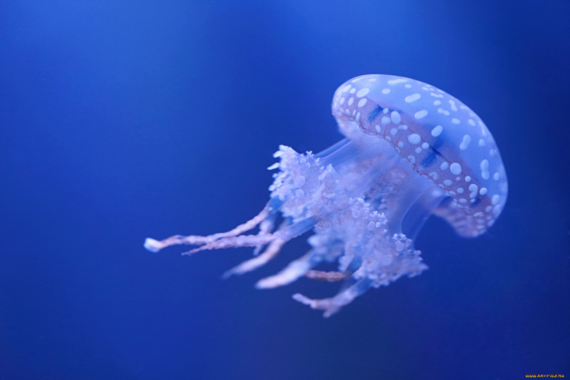 животные, медузы, вода