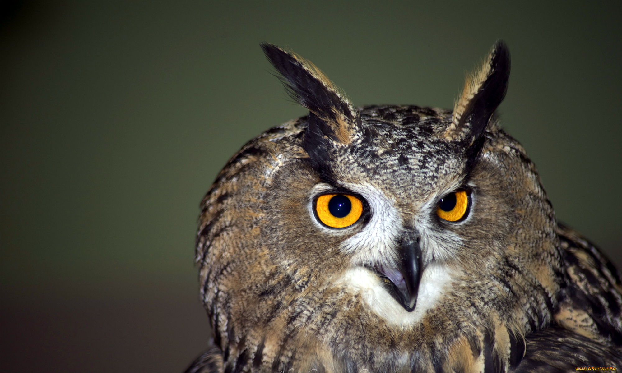 животные, совы, сова, птица, взгляд, портрет