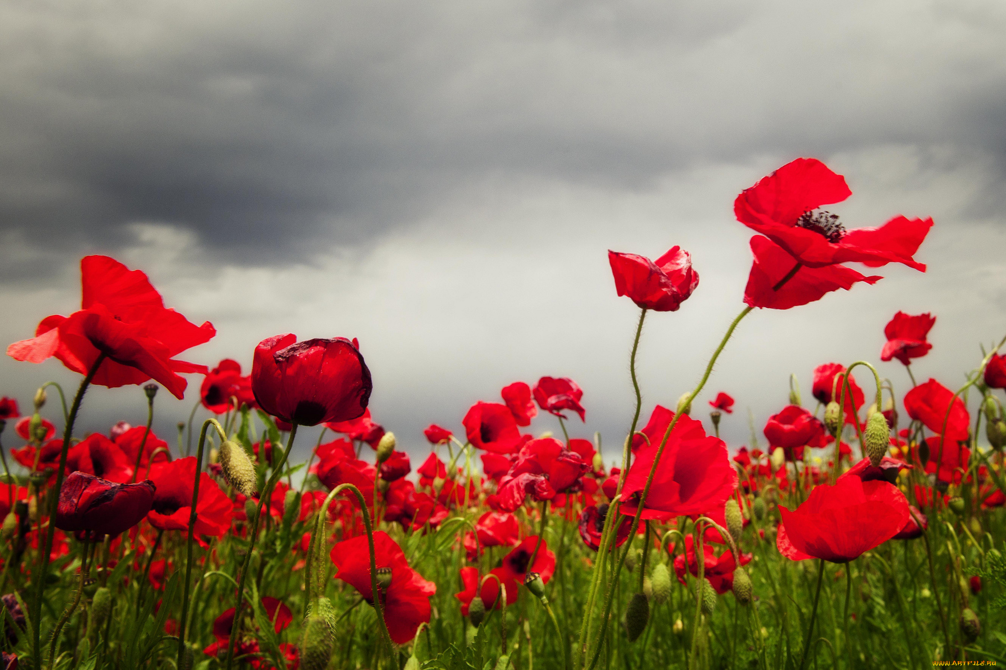 цветы, маки, поле