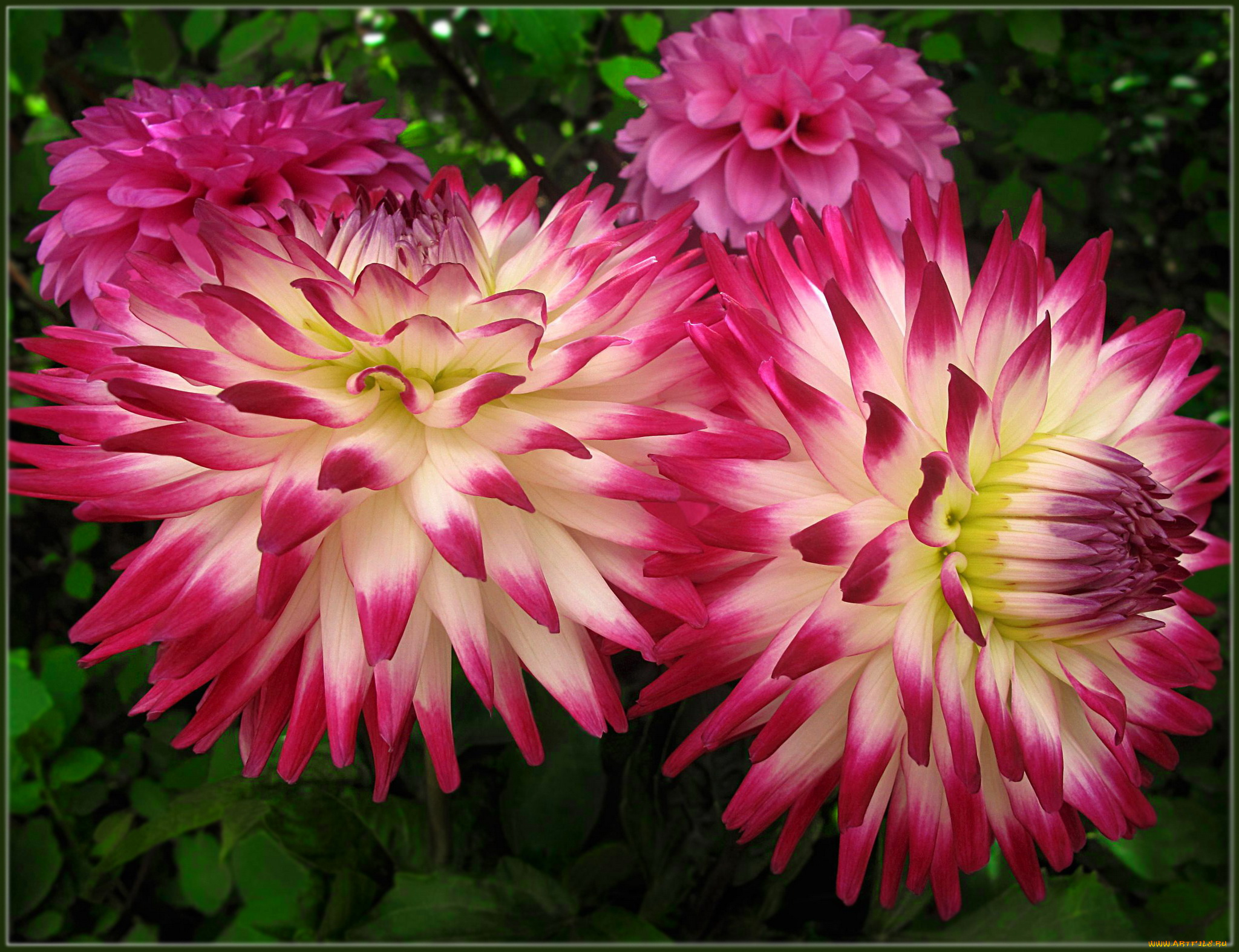 цветы, георгины