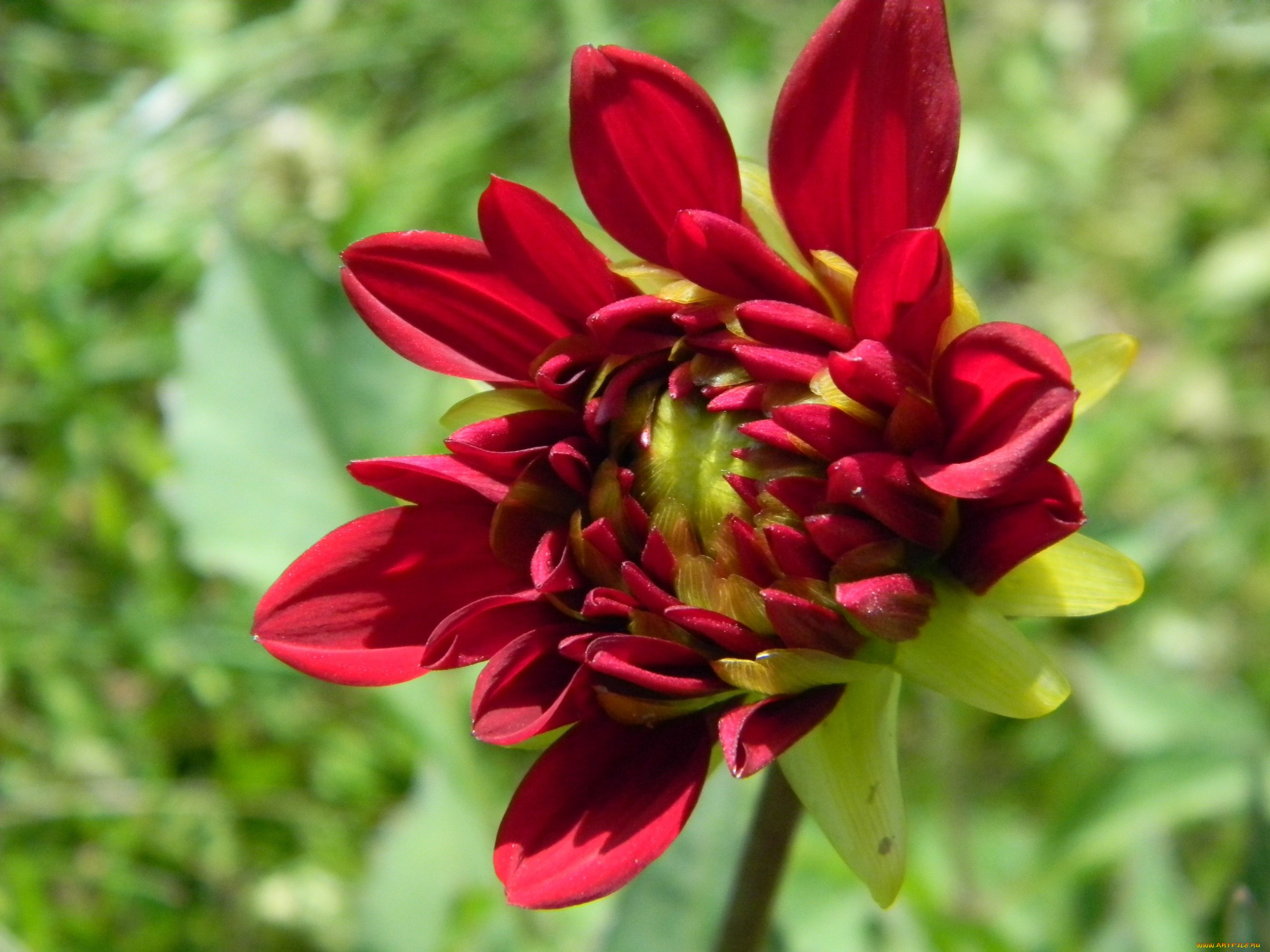 цветы, георгины, красный