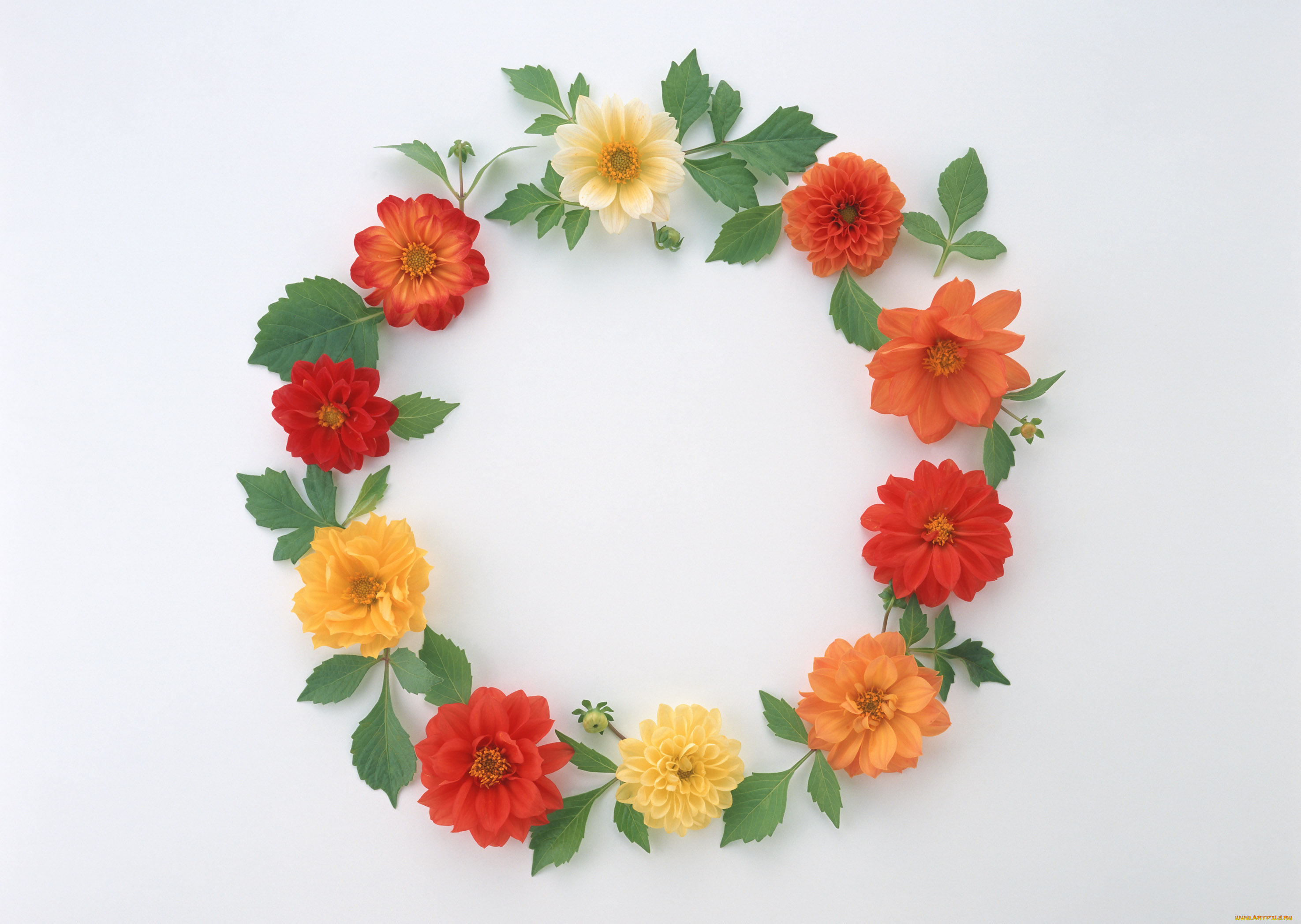 цветы, георгины, венок, лепестки, бутоны