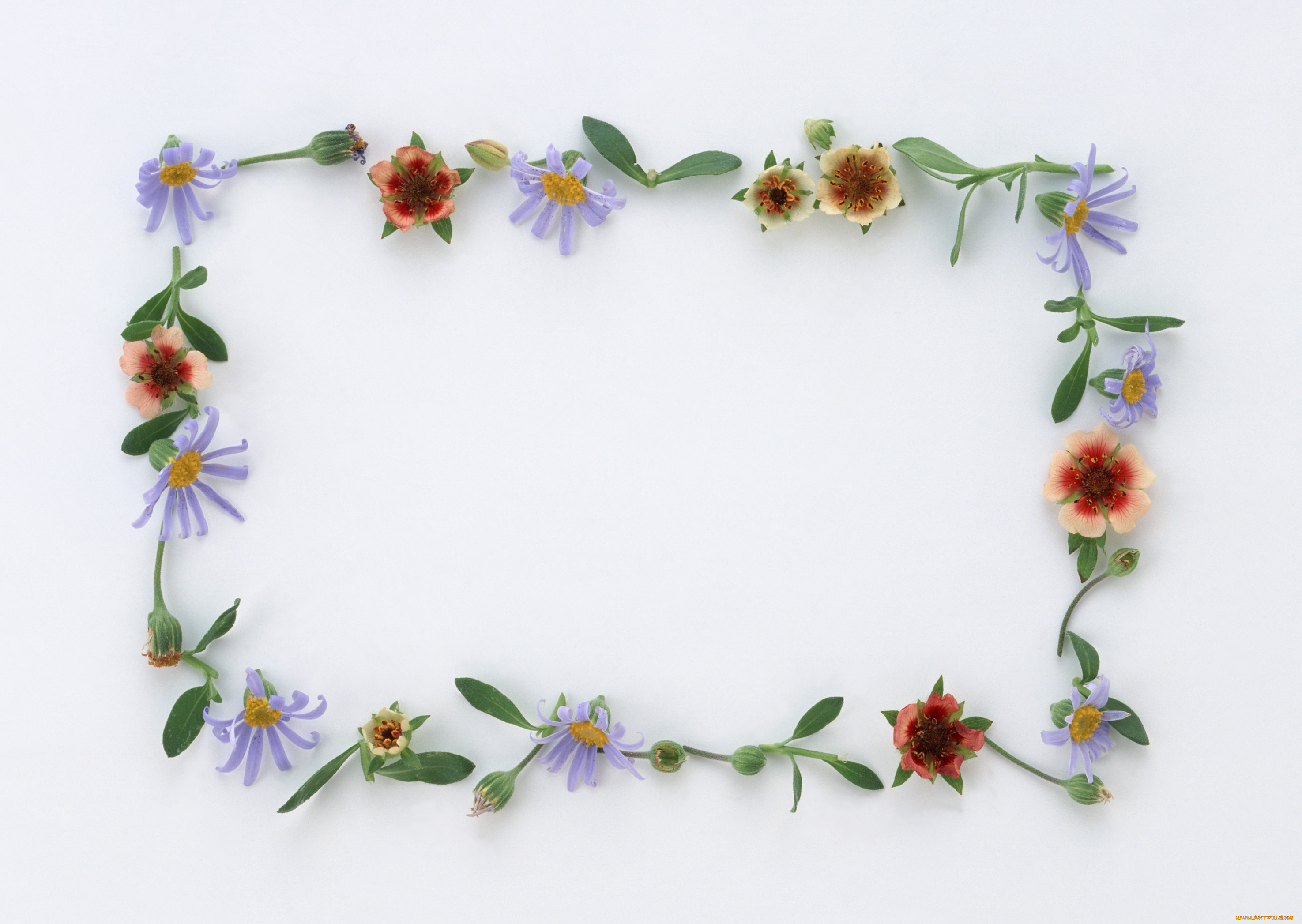 цветы, разные, вместе, цветки, узор, лепестки