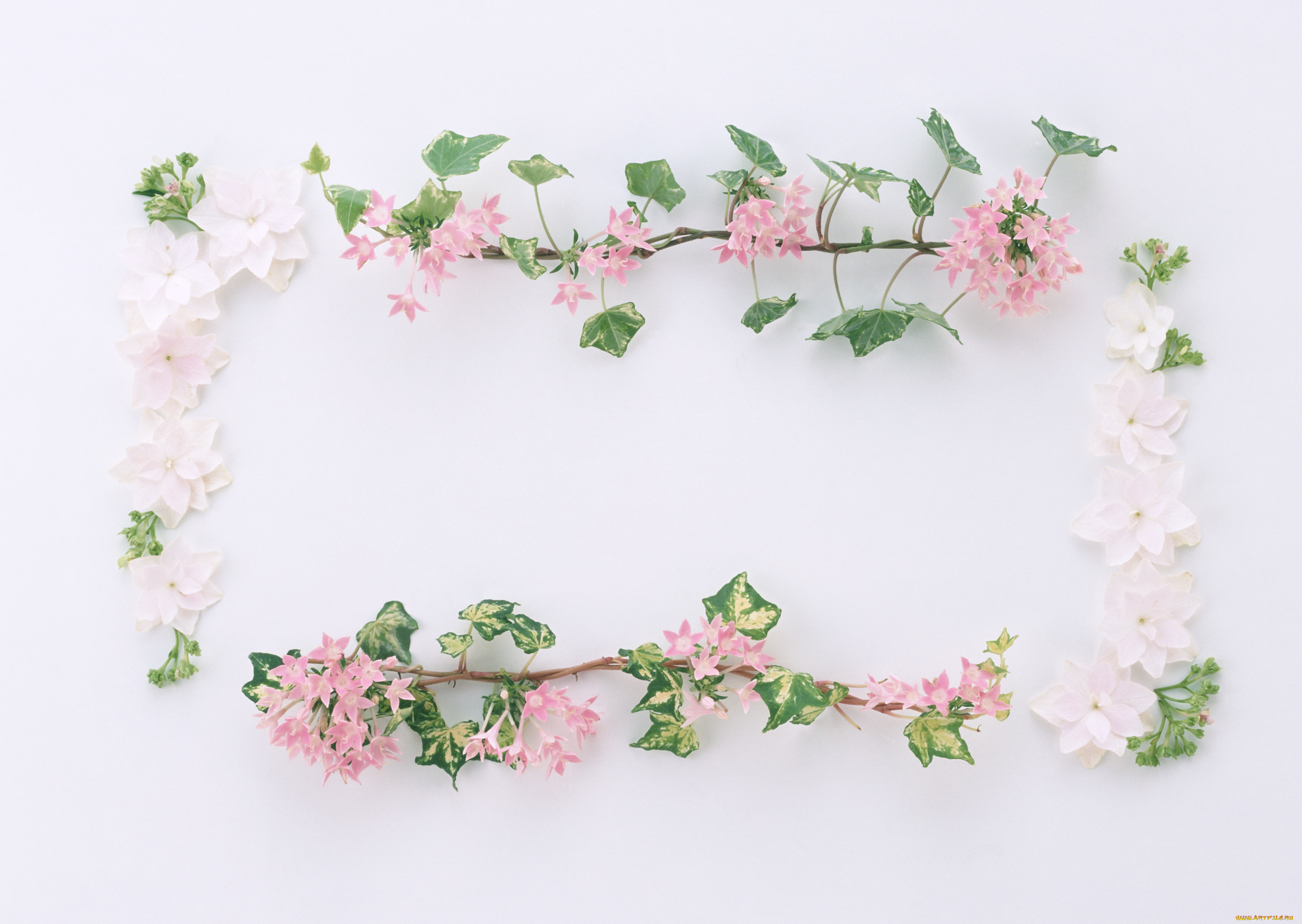 цветы, разные, вместе, цветки, узор, лепестки