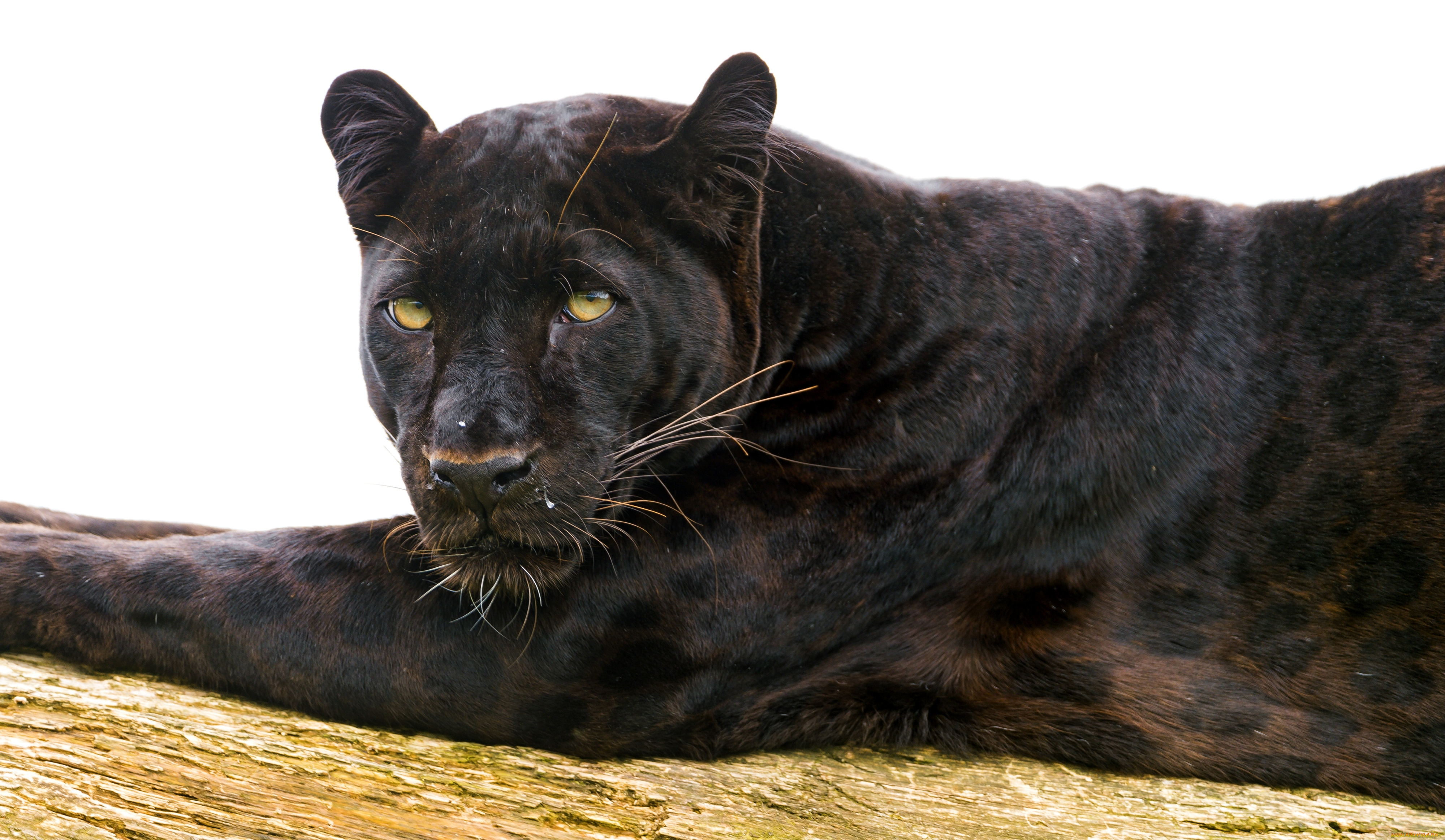 животные, пантеры, взгляд