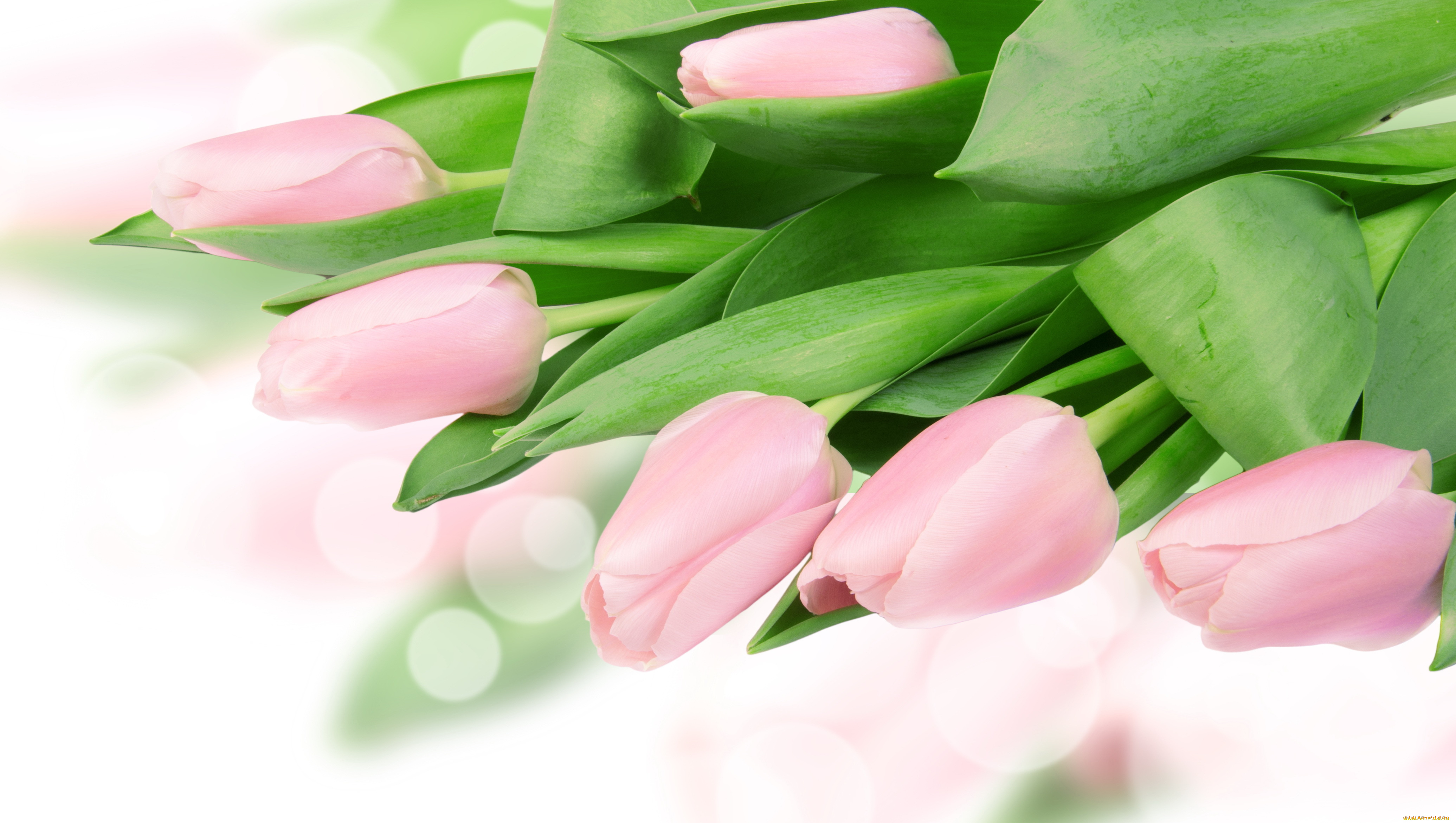 цветы, тюльпаны, бутоны