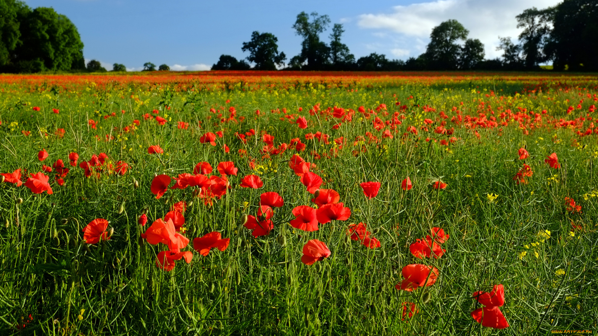 природа, луга, маки, луг
