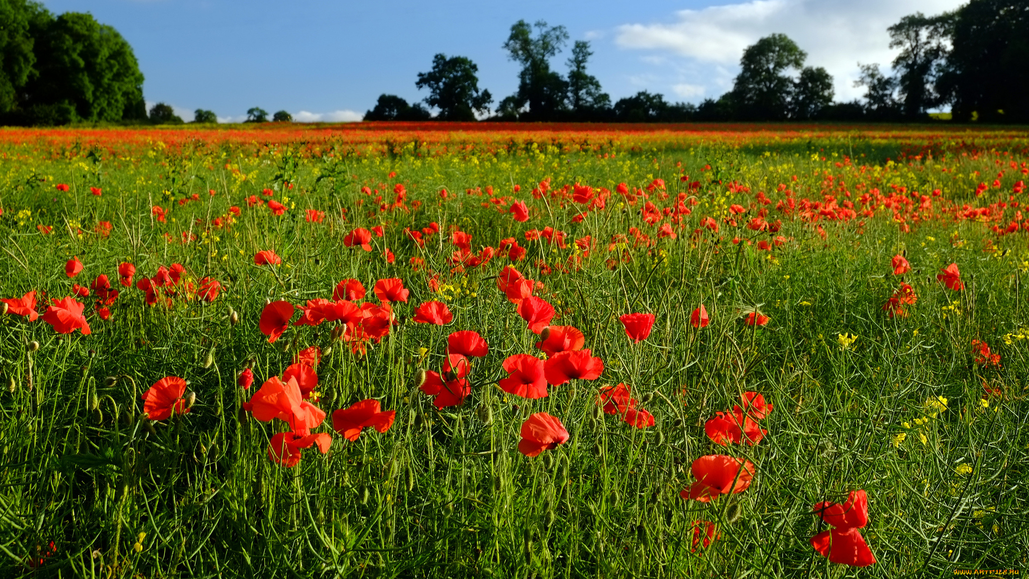 природа, луга, маки, луг