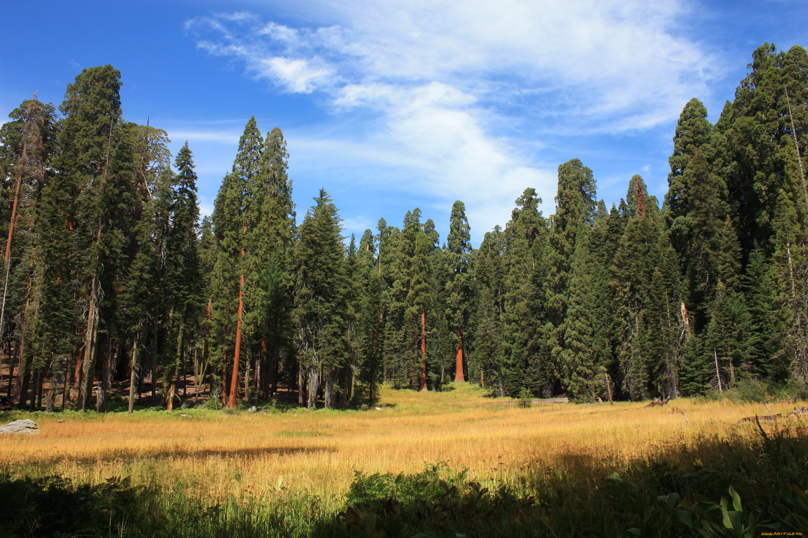 sequoia, national, park, california, сша, природа, лес, sequoia, park, калифорния, сша, парк