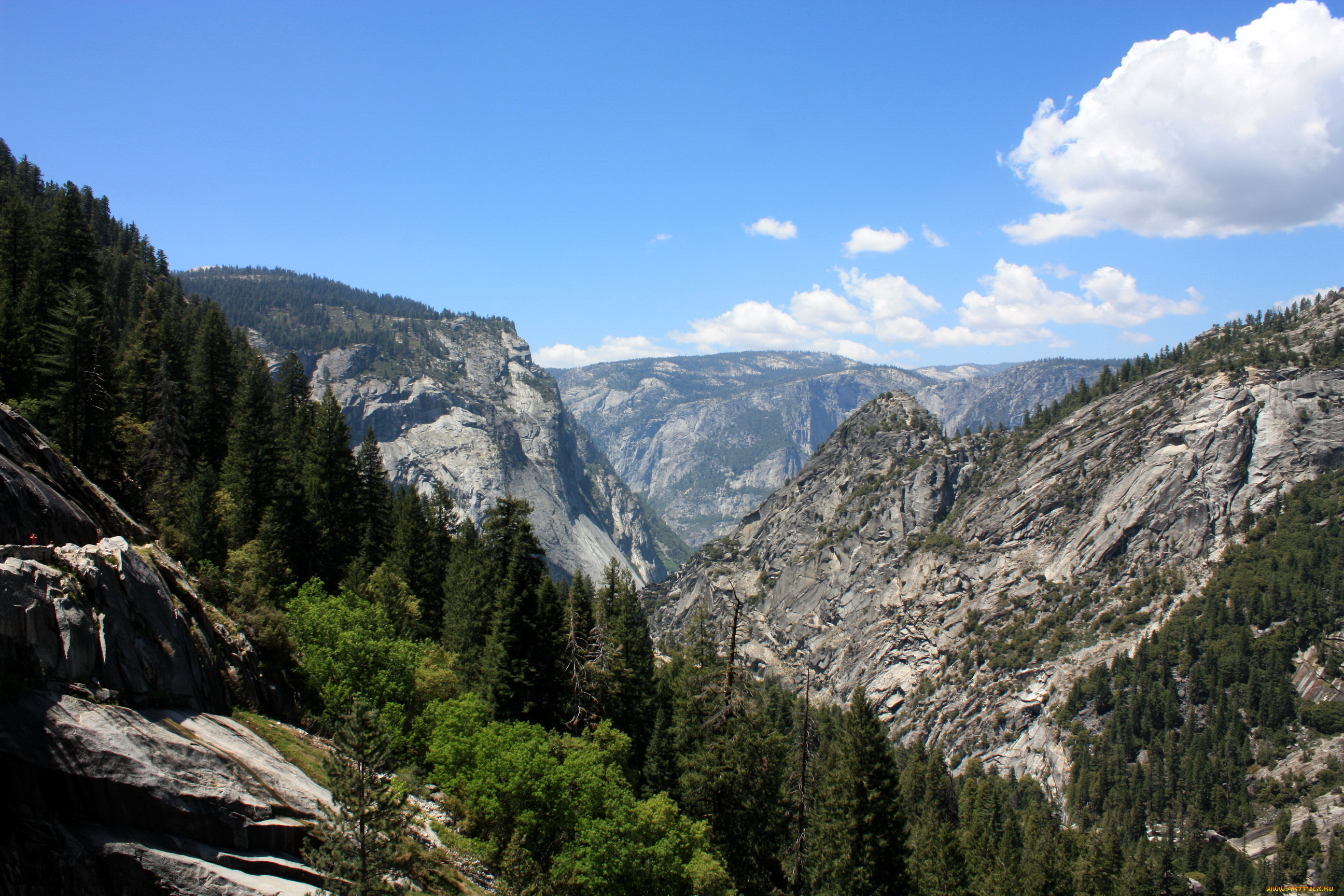yosemite, national, park, природа, горы, сша, калифорния, ели, лес, yosemite, парк