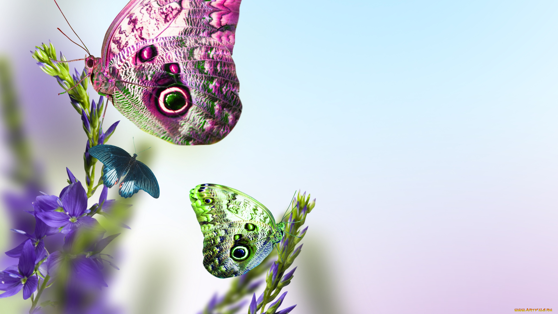 животные, бабочки, , мотыльки, , моли, beauty, freshness, tender, spirit, butterfly, листья, голубые, стебли, весна, свежесть, красота, spring, leaves, blue, flowers, цветы, нежное, настроение, бабочка