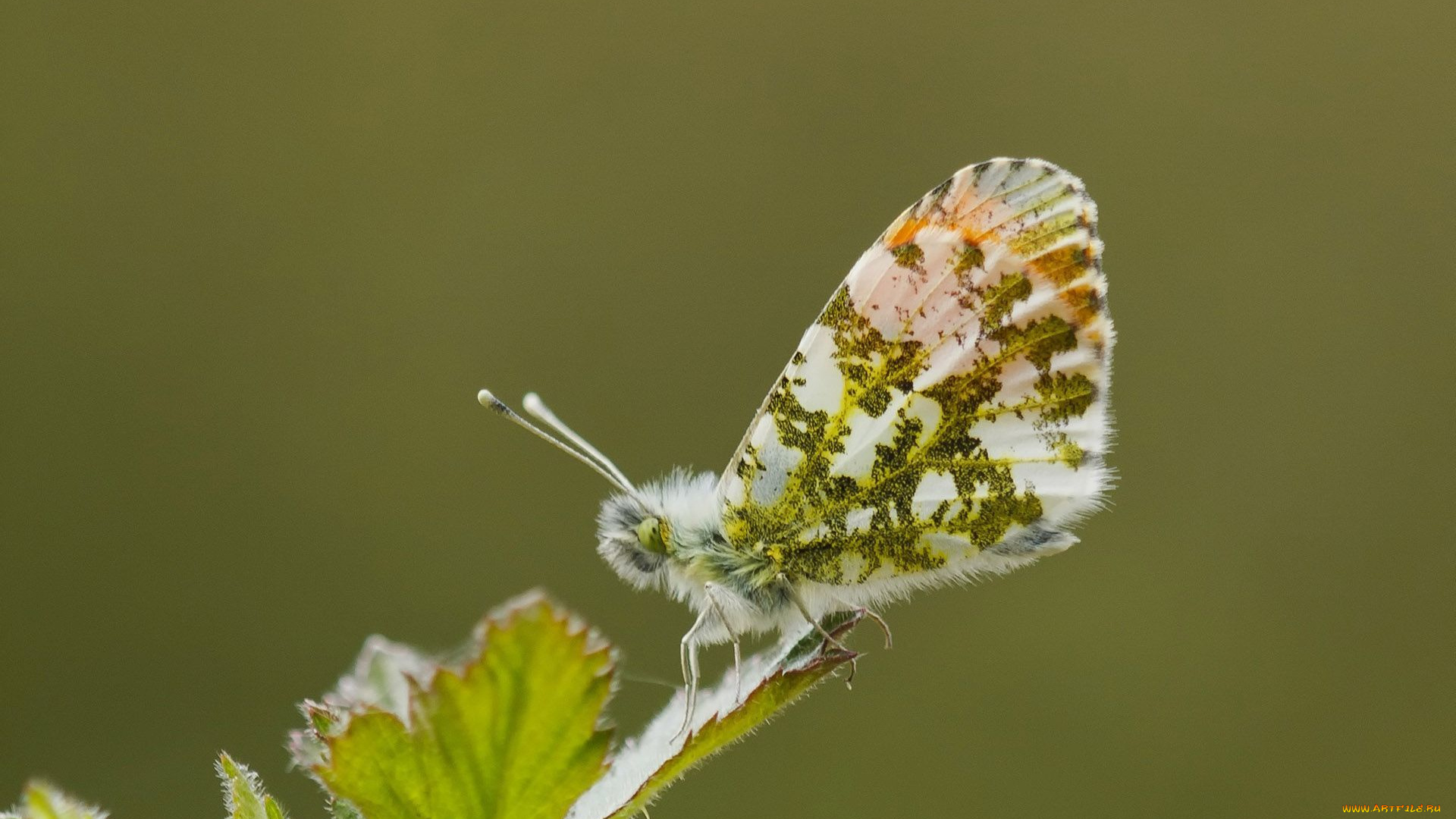 животные, бабочки, , мотыльки, , моли, ветка, бабочка