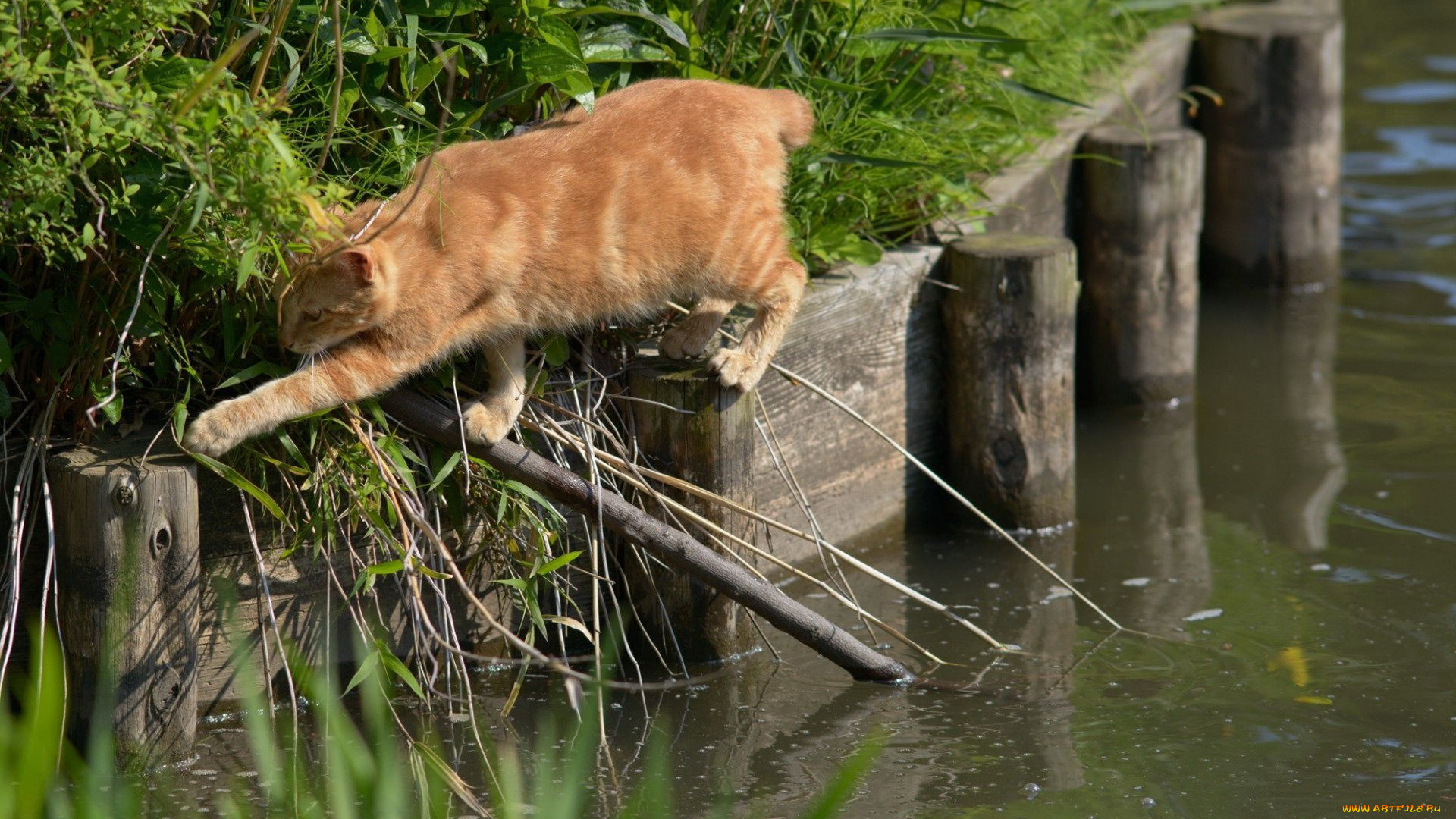 животные, коты, кот