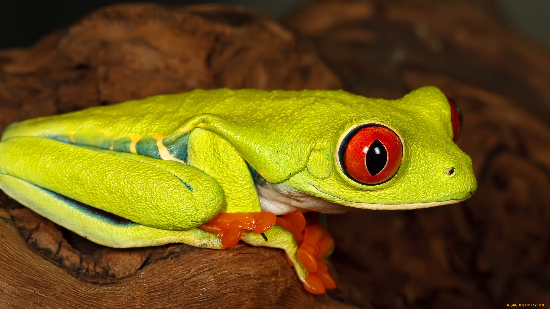 животные, лягушки, лягушка, зеленая