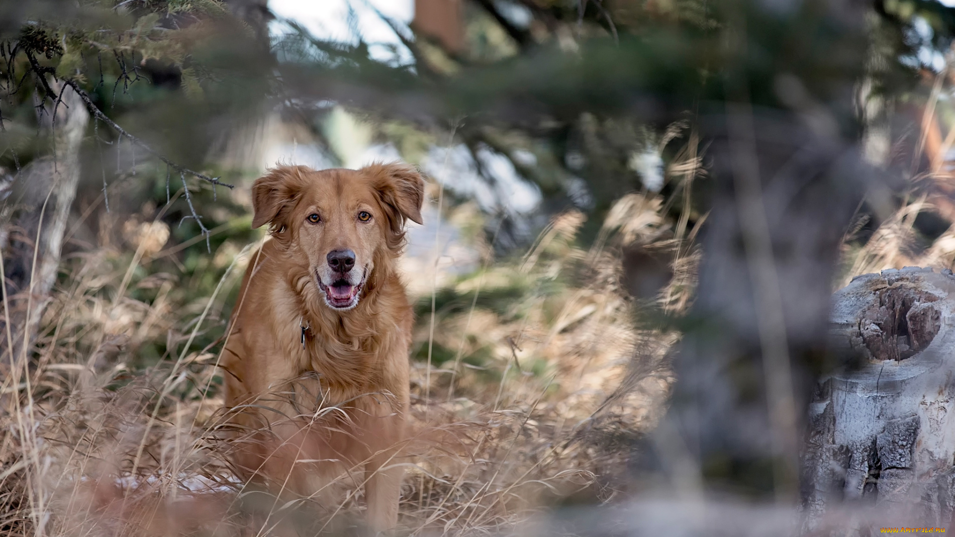 животные, собаки, лес, пёс, рыжий