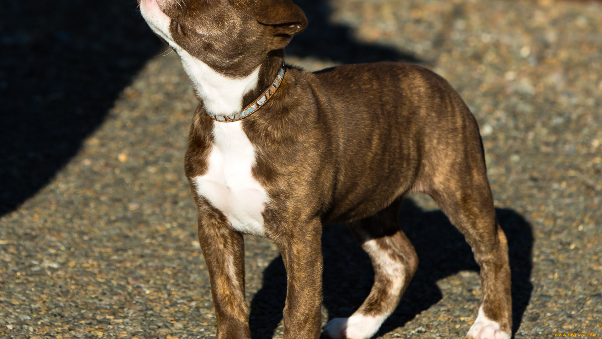 животные, собаки, собака, пёс