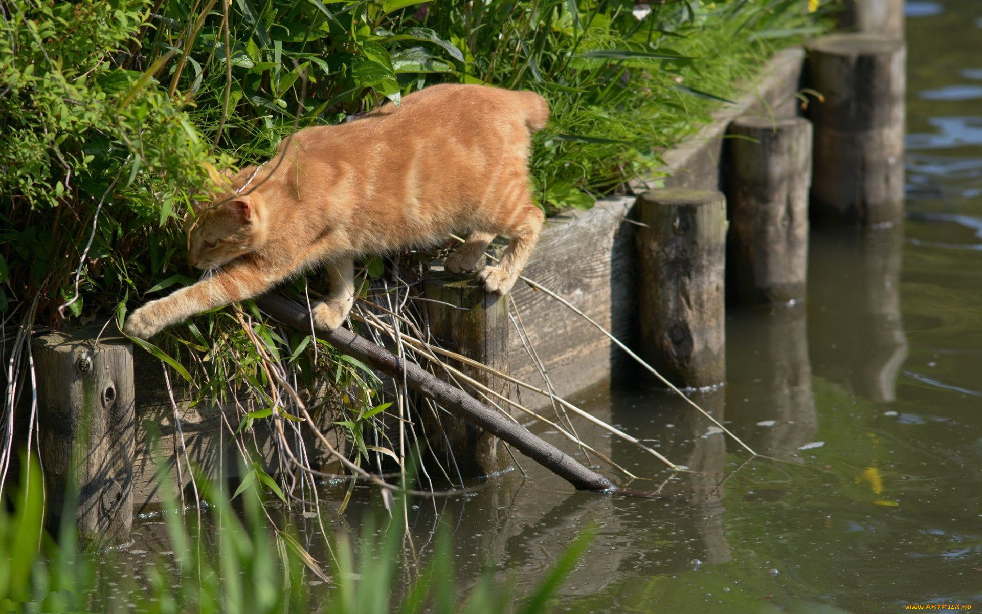 животные, коты, кот