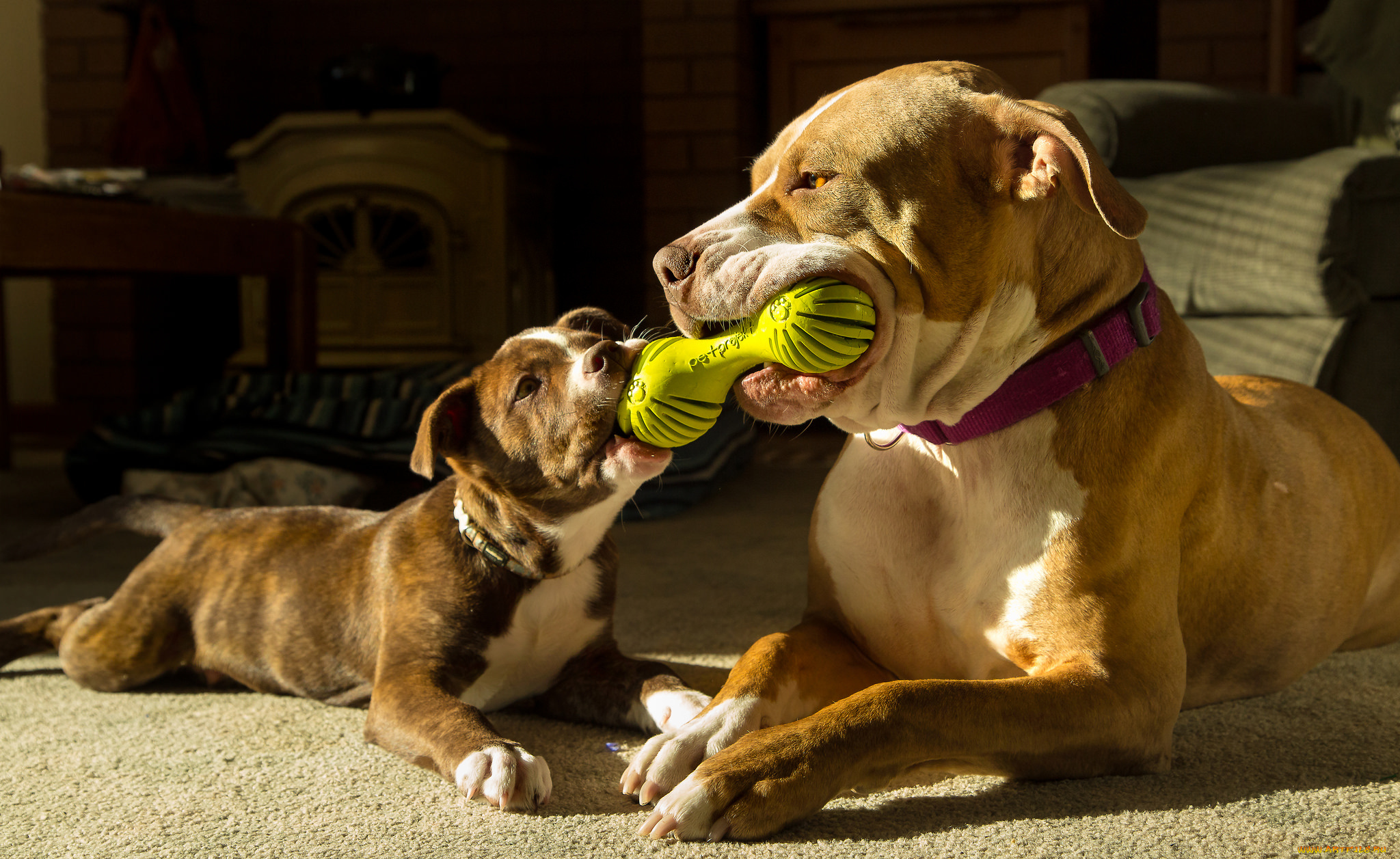 животные, собаки, игра, пара, игрушка