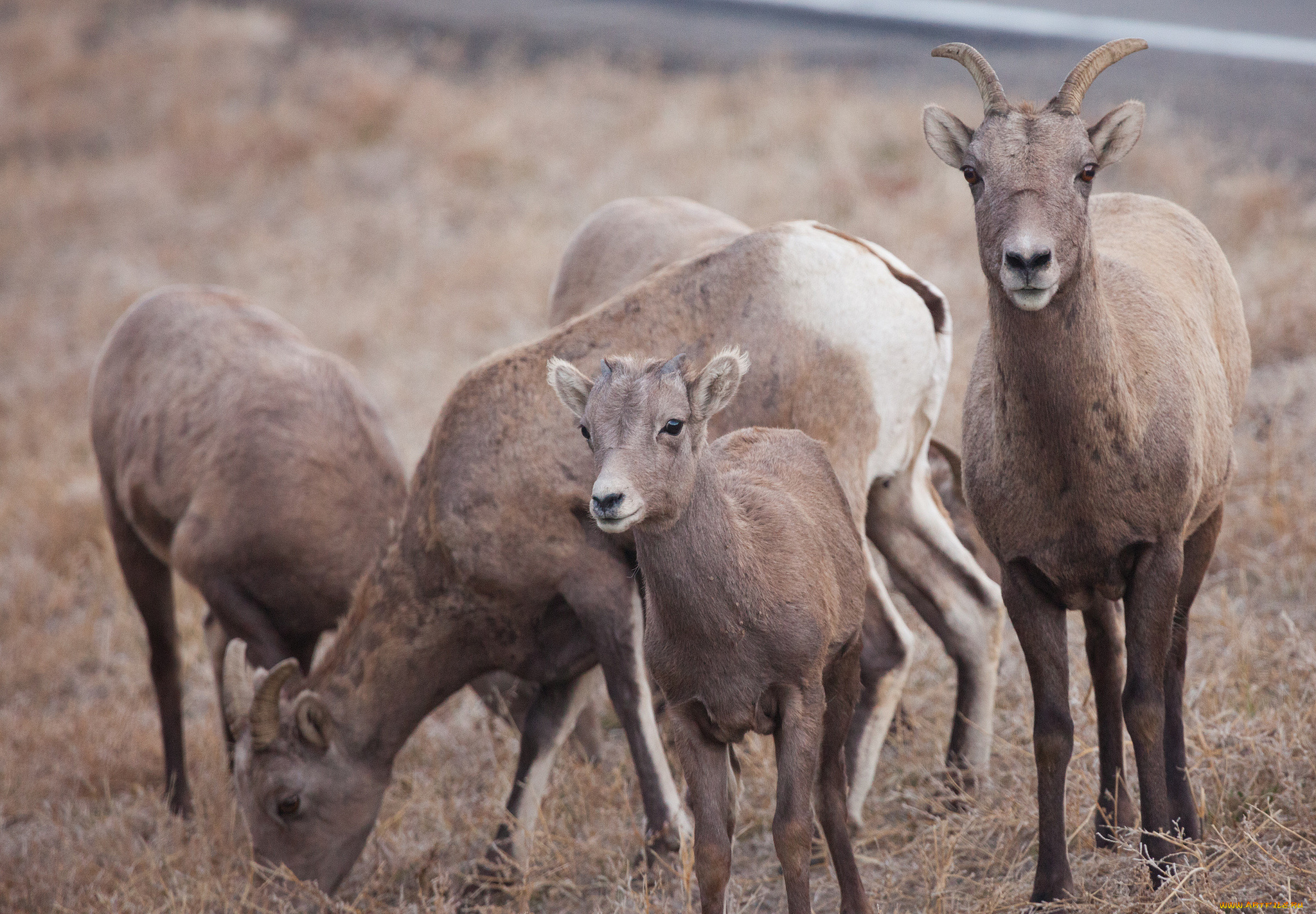 животные, козы, стадо