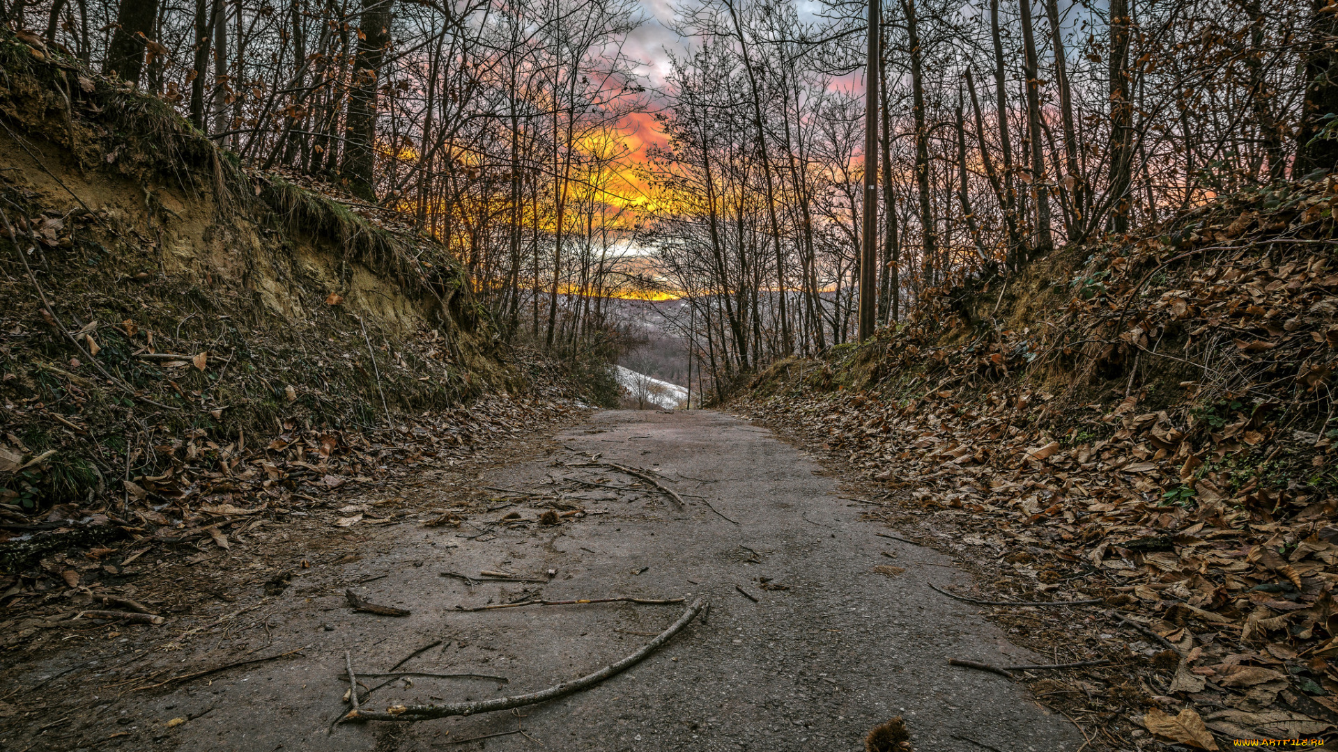 природа, дороги, лес, дорога