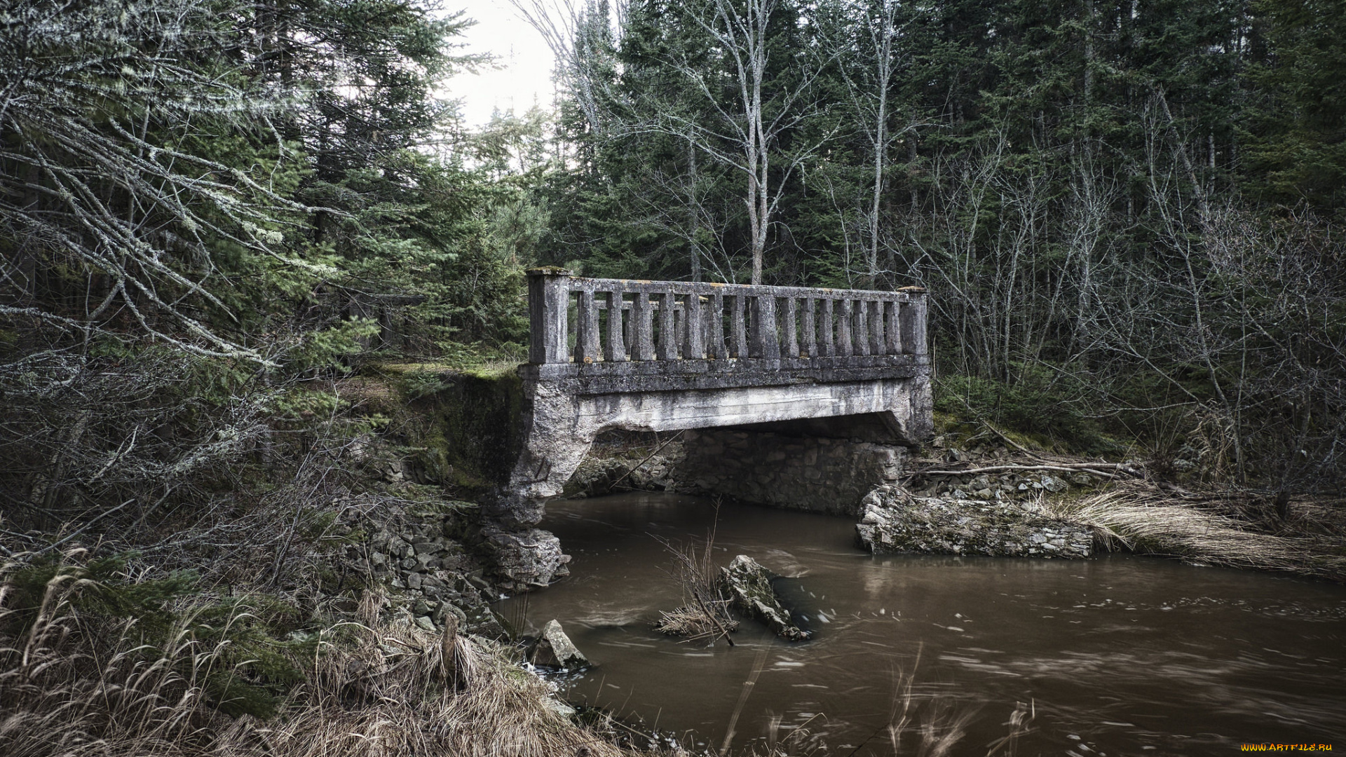 природа, реки, озера, мост, река, лес
