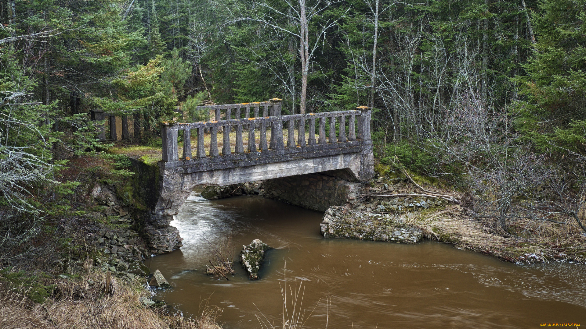 природа, реки, озера, мост, река, лес