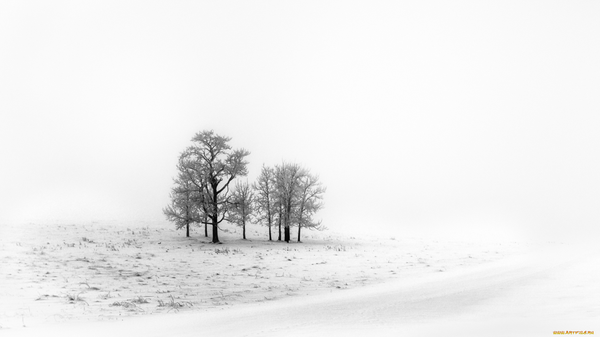 природа, зима, поле, снег