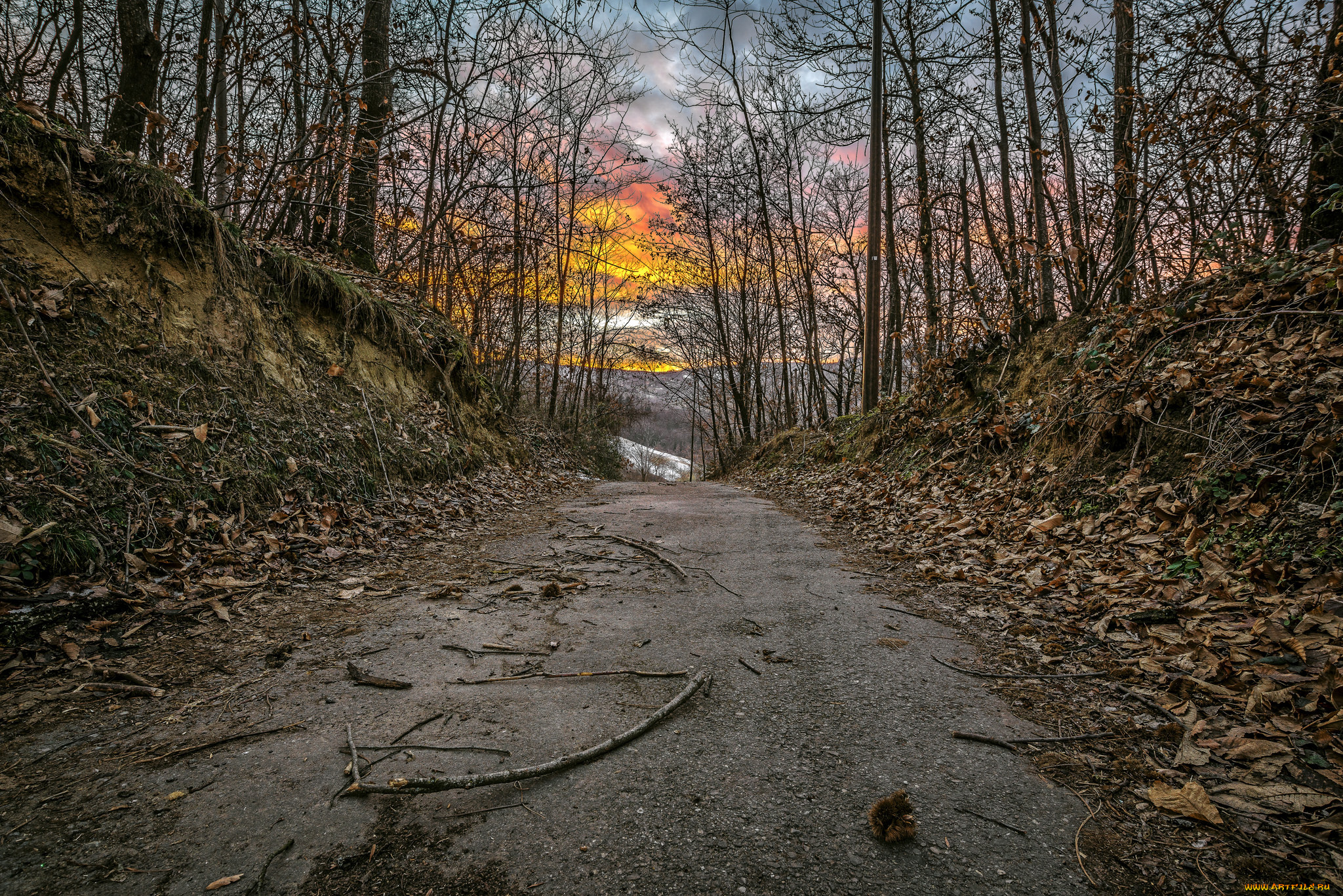 природа, дороги, лес, дорога