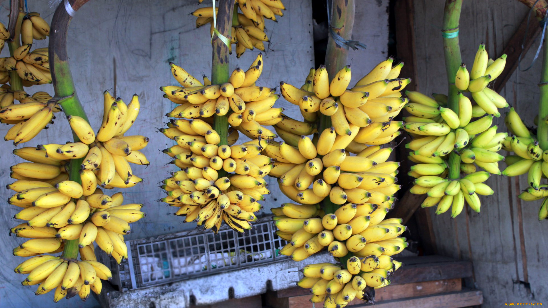 еда, бананы, гроздья