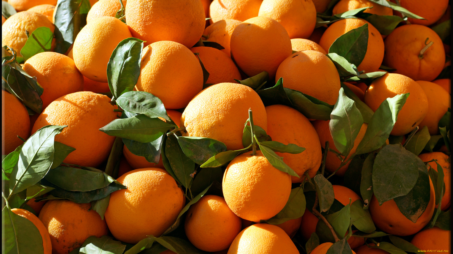 еда, цитрусы, плоды